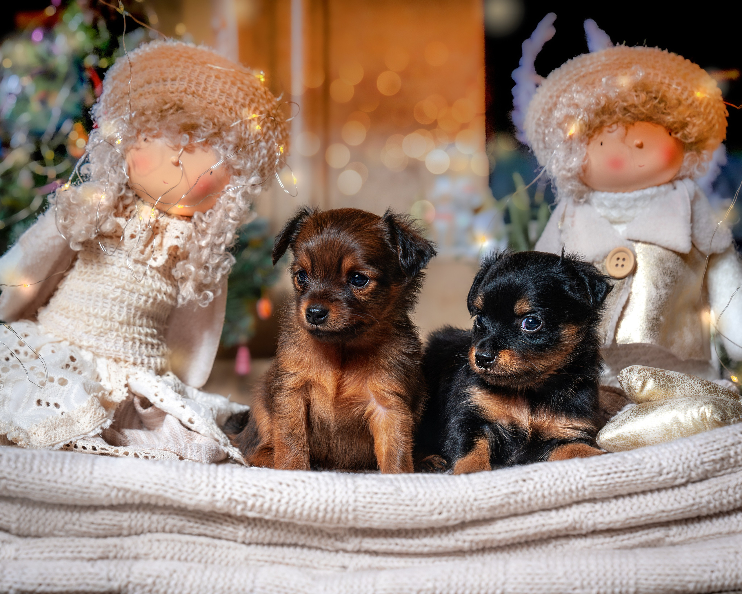 ФОТОПАМЯТЬ ВАШИХ ЭМОЦИЙ. Фотограф-анималист, семейный фотограф в Москве и Подмосковье. Фотосъёмка кинологических дисциплин