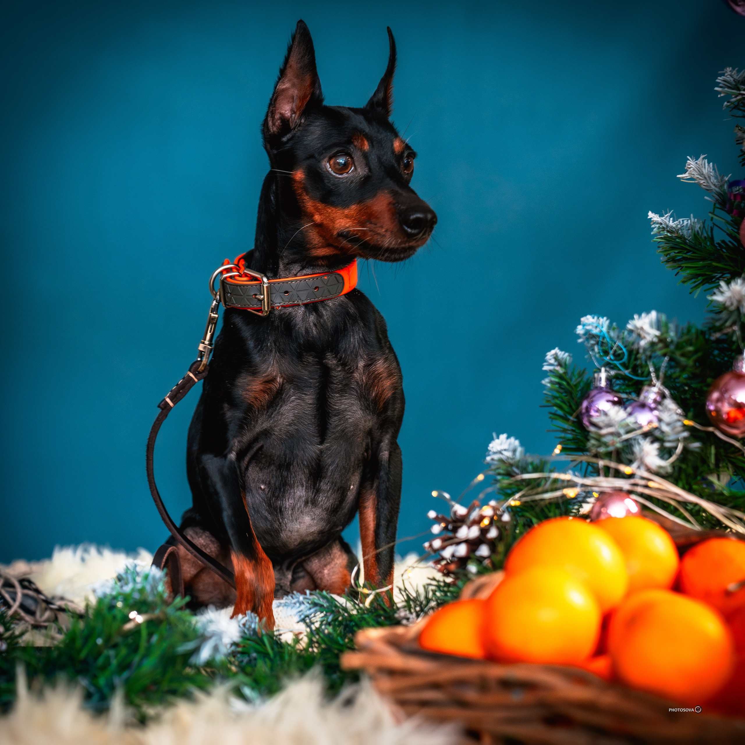 ФОТОПАМЯТЬ ВАШИХ ЭМОЦИЙ. Фотограф-анималист, семейный фотограф в Москве и Подмосковье. Фотосъёмка кинологических дисциплин