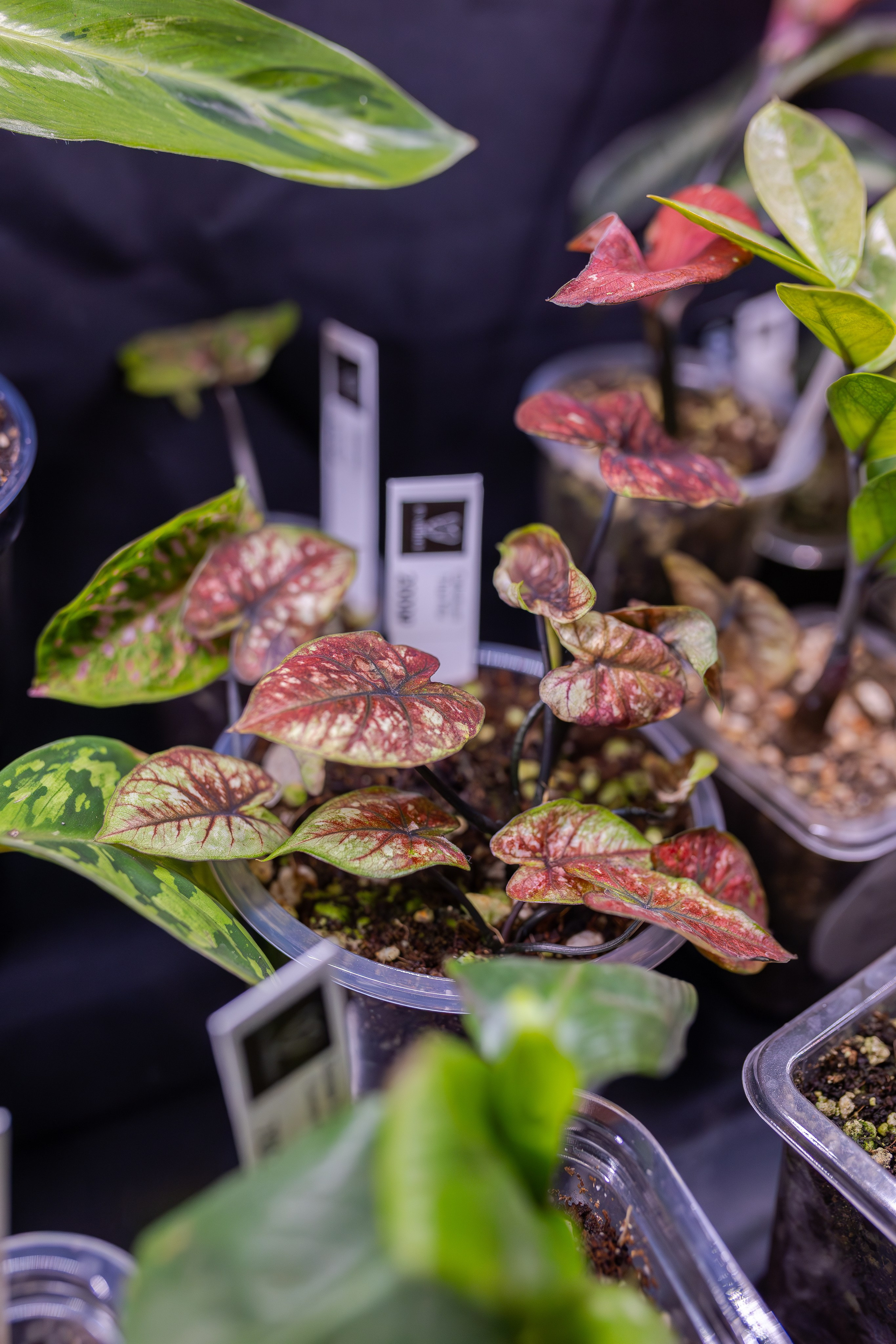 Монстериум апрель 2026. Александра Куликова фотограф, Москва