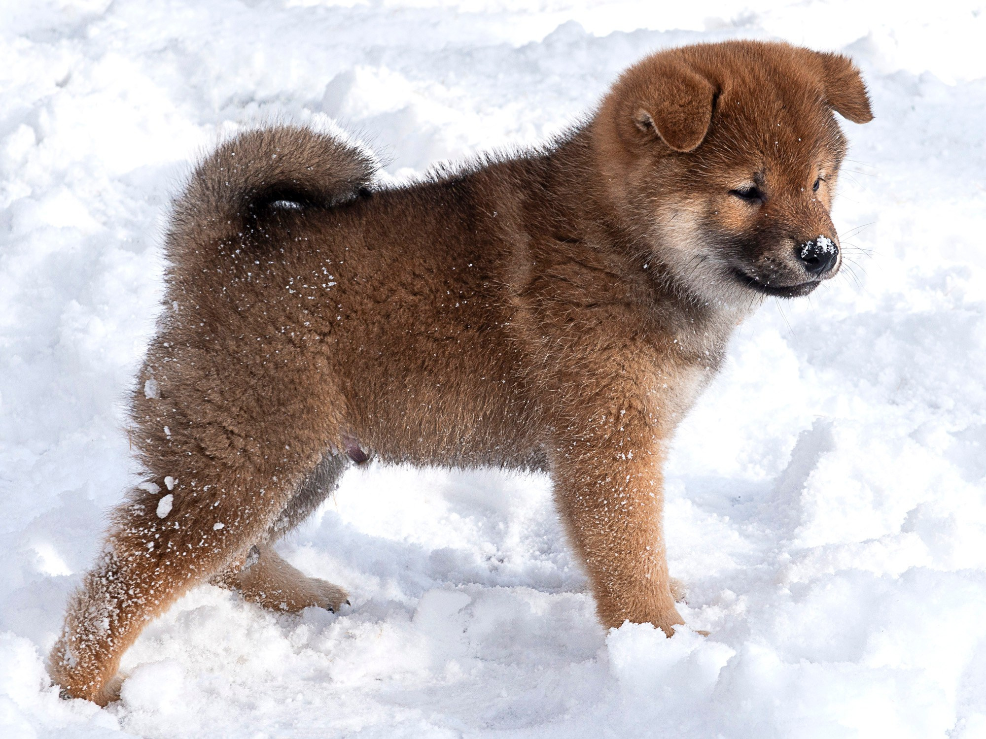 Съемка животных, фотосъемка животных для продажи, фотосъемка животных для объявлений, съемка животных для авито, съемка животных для выставки, съемка животных для каталога. Съемка собак, съемка кошек, съемка домашних животных, съемка домашних питомцев, фотосъемка щенков, фотосъемка котят