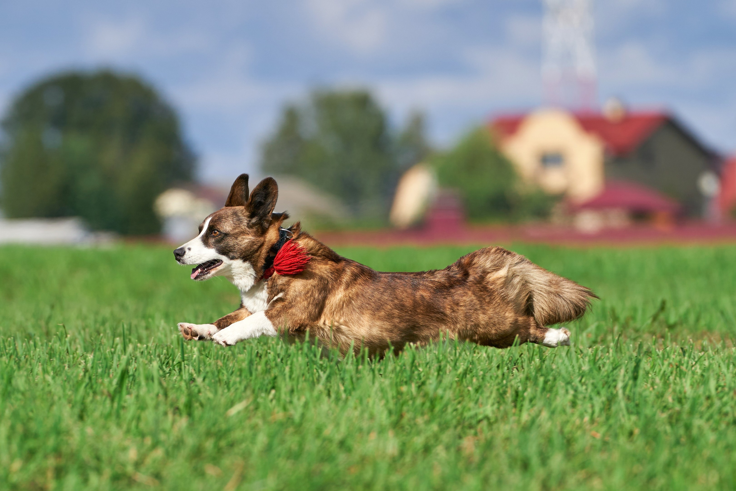 Репортажная съемка. Фотограф-анималист Михаил Манухин