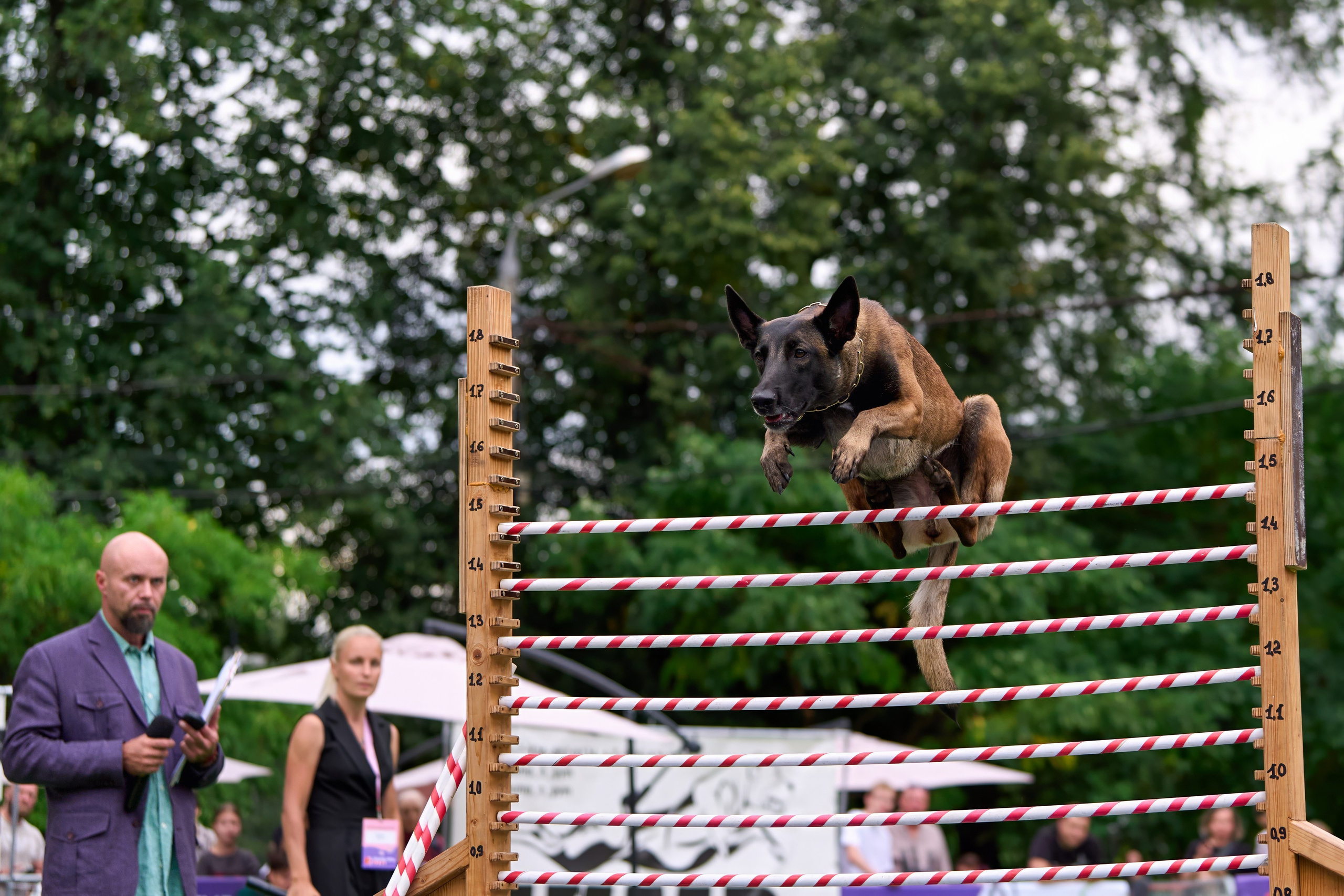 4 лапы Фест. Многоборье. Фотограф-анималист Михаил Манухин