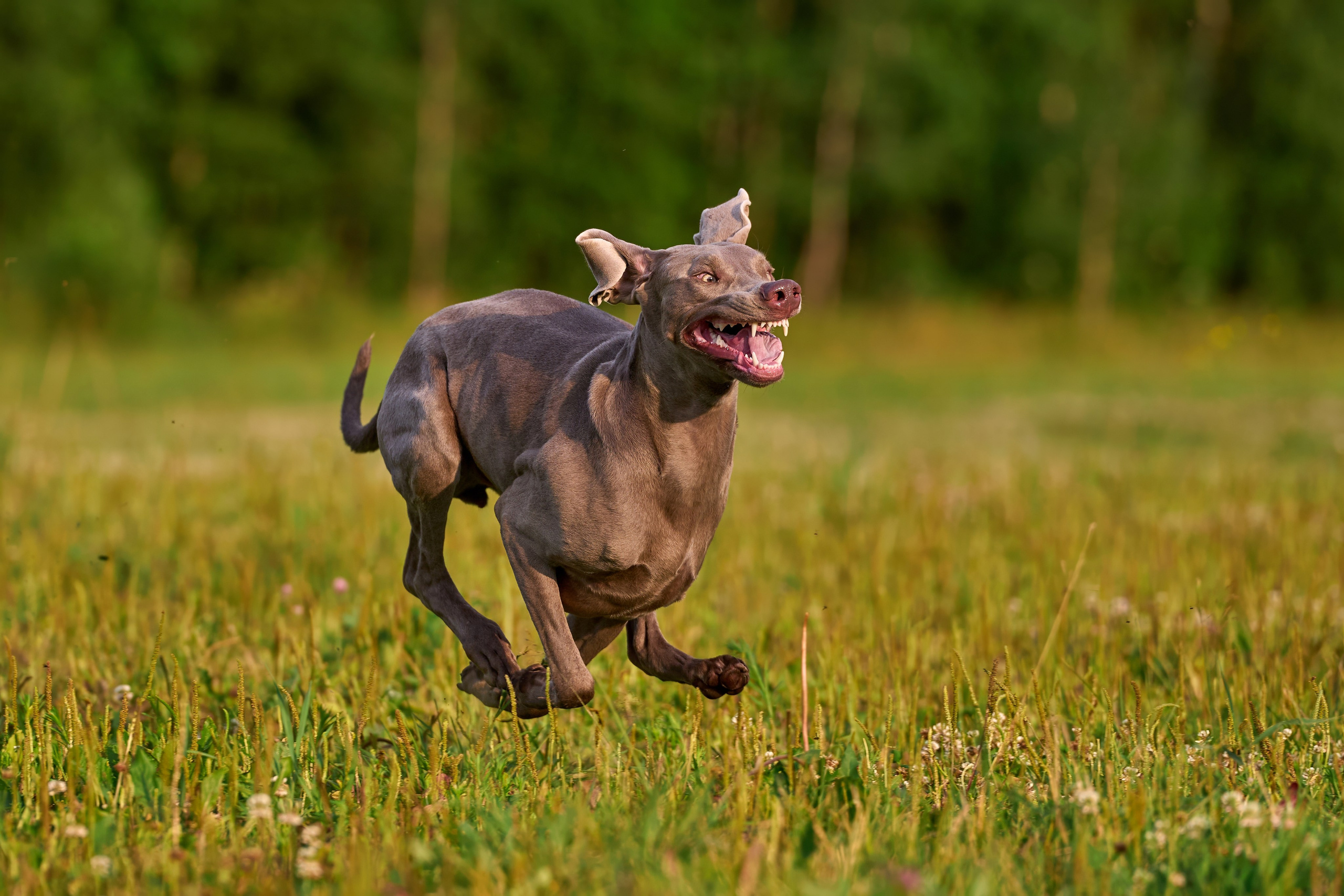 Тренировка по курсингу в Донино. Фотограф-анималист Михаил Манухин