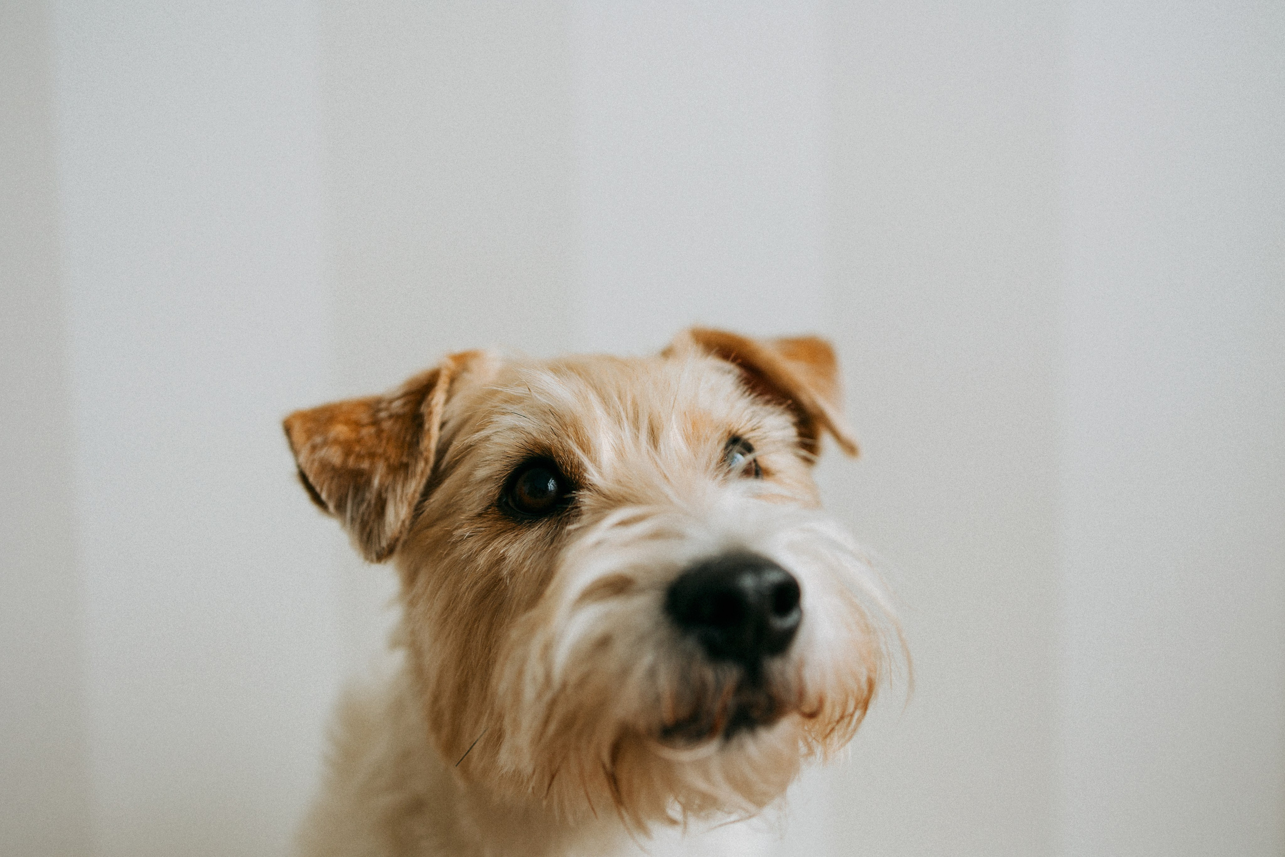 Цунами, Теон и Женя. Фотограф анималист Анастасия Пикей