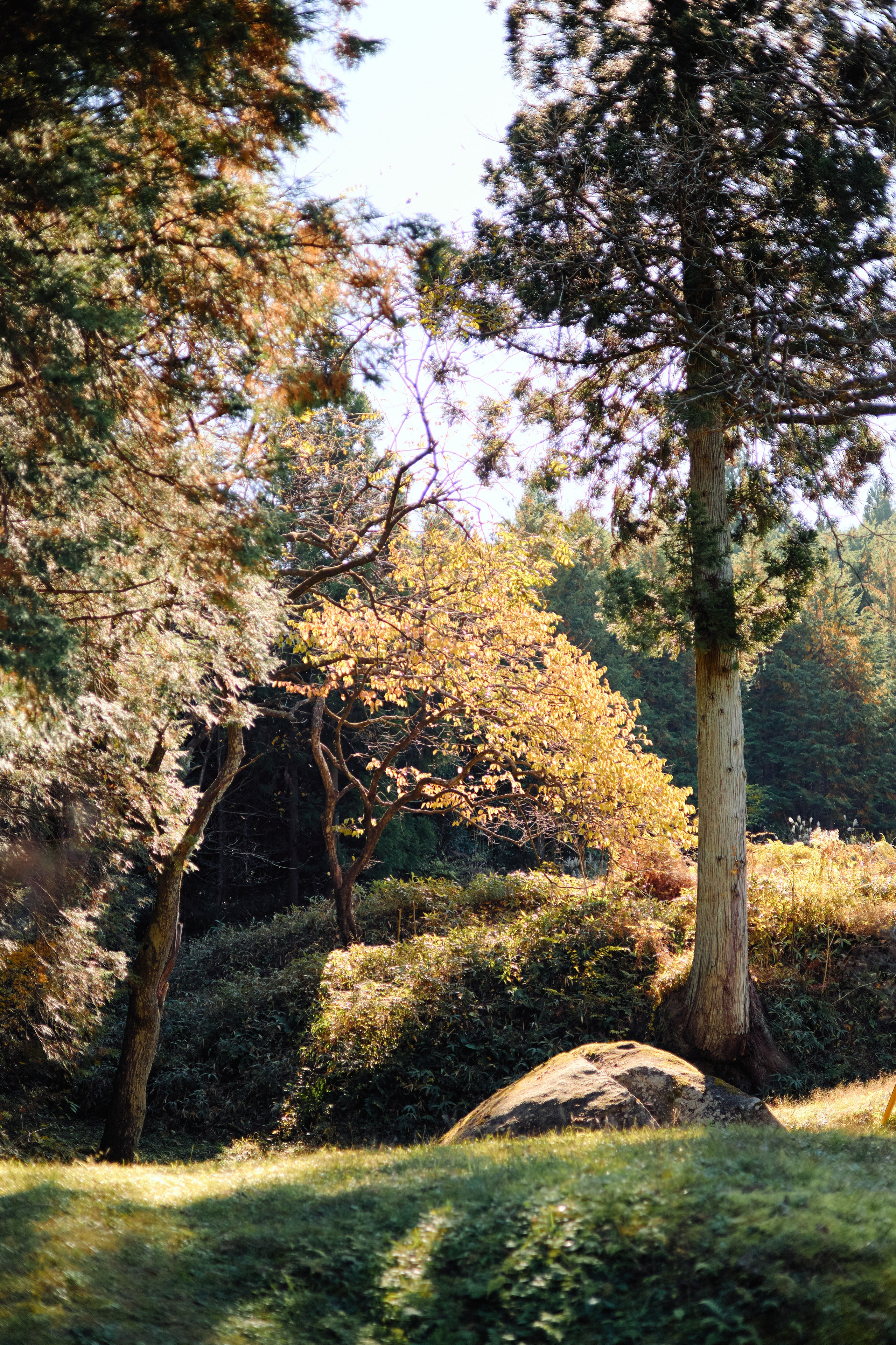 Япония. Профессиональный Фотограф во Владимире, в Москве и в Суздале — Полина Романычева