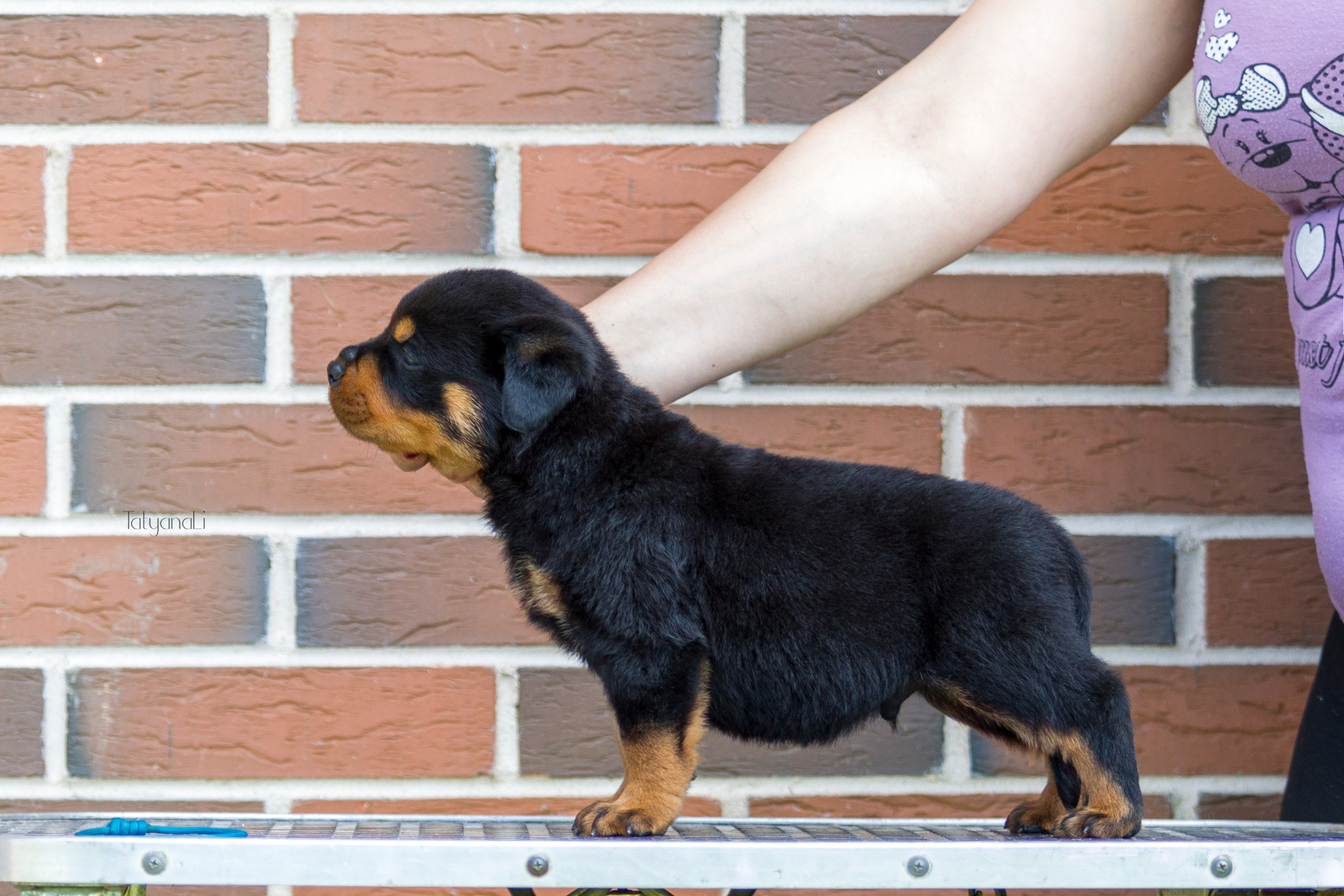 Ротвейлер. Фотограф — анималист Татьяна Ли