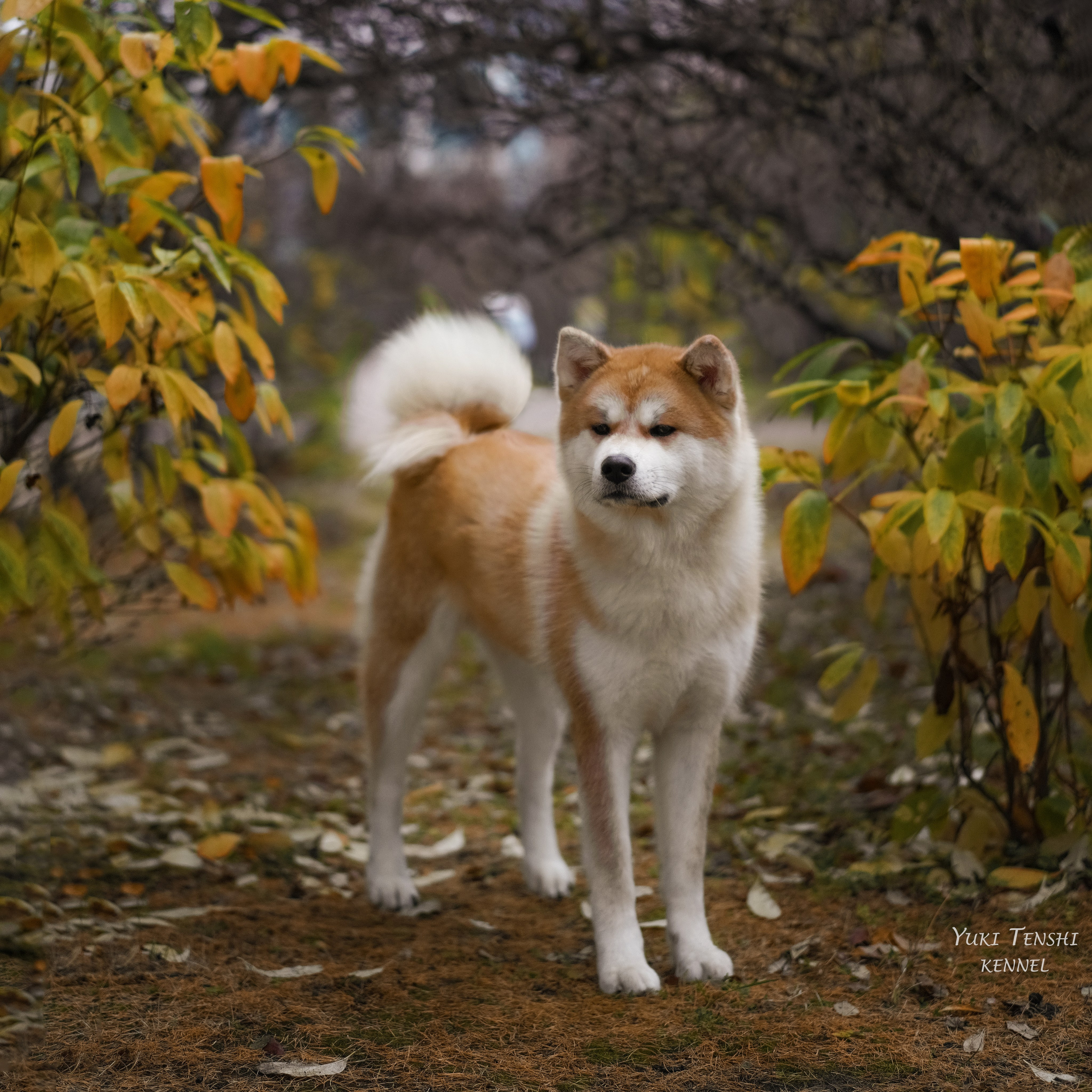 Природа и животные. Творческий фотограф Ирина Баландина.  Санкт-Петербург, Мурманск