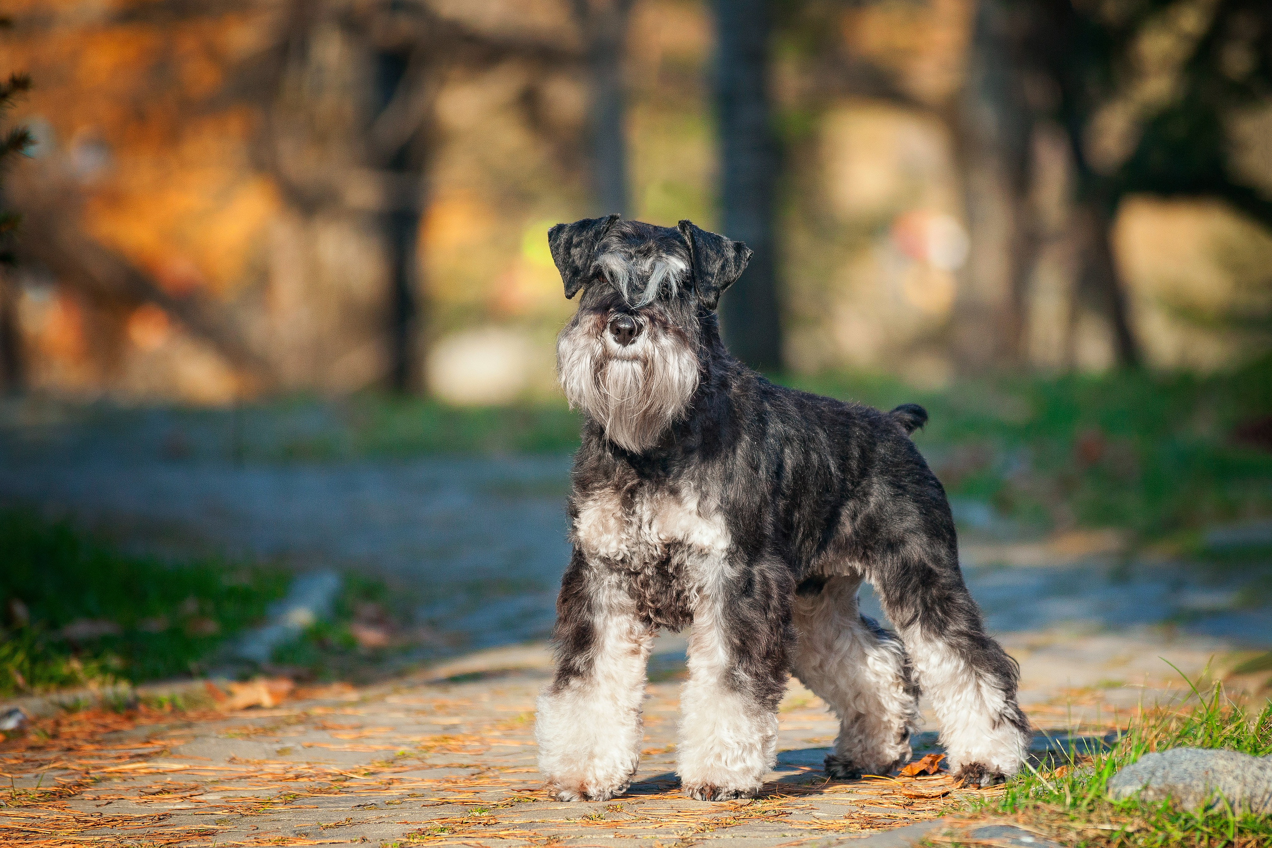 Собаки на улице. Slavilada-Лапки. Свет. Любовь… Профессиональная фотосессия питомцев Для памяти, пристройства и продажи. Хабаровск