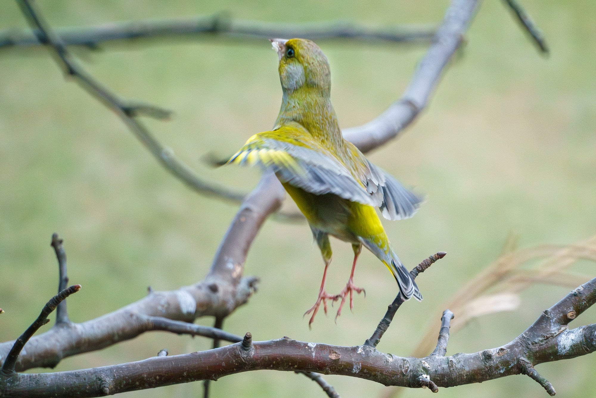 Удивительные мир птиц. Вокруг нас столько прекрасного — присмотритесь!. Ваш личный фотограф Марина Волкова