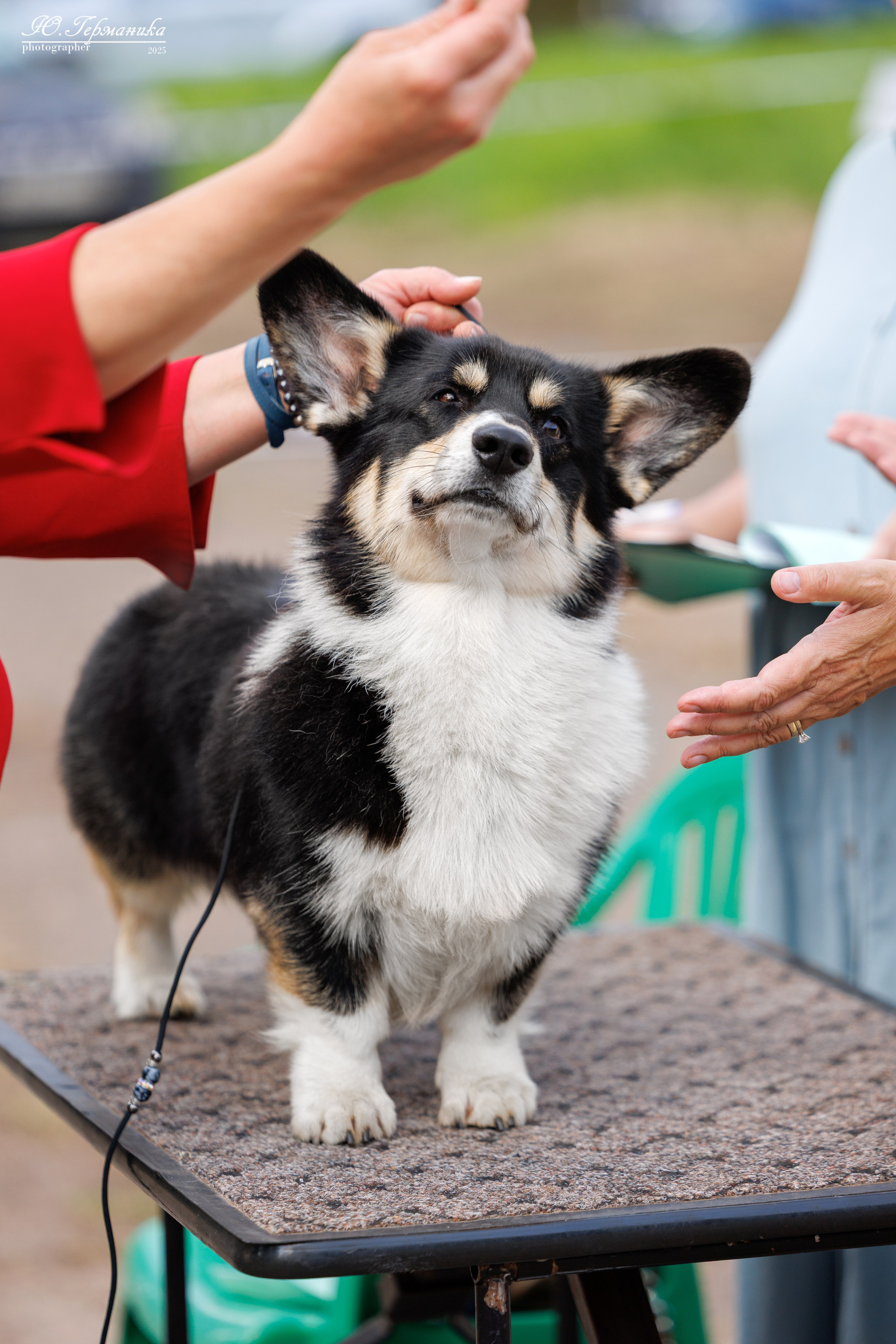 Тверь 10.08.2025. Фотограф-анималист Юлия Германика