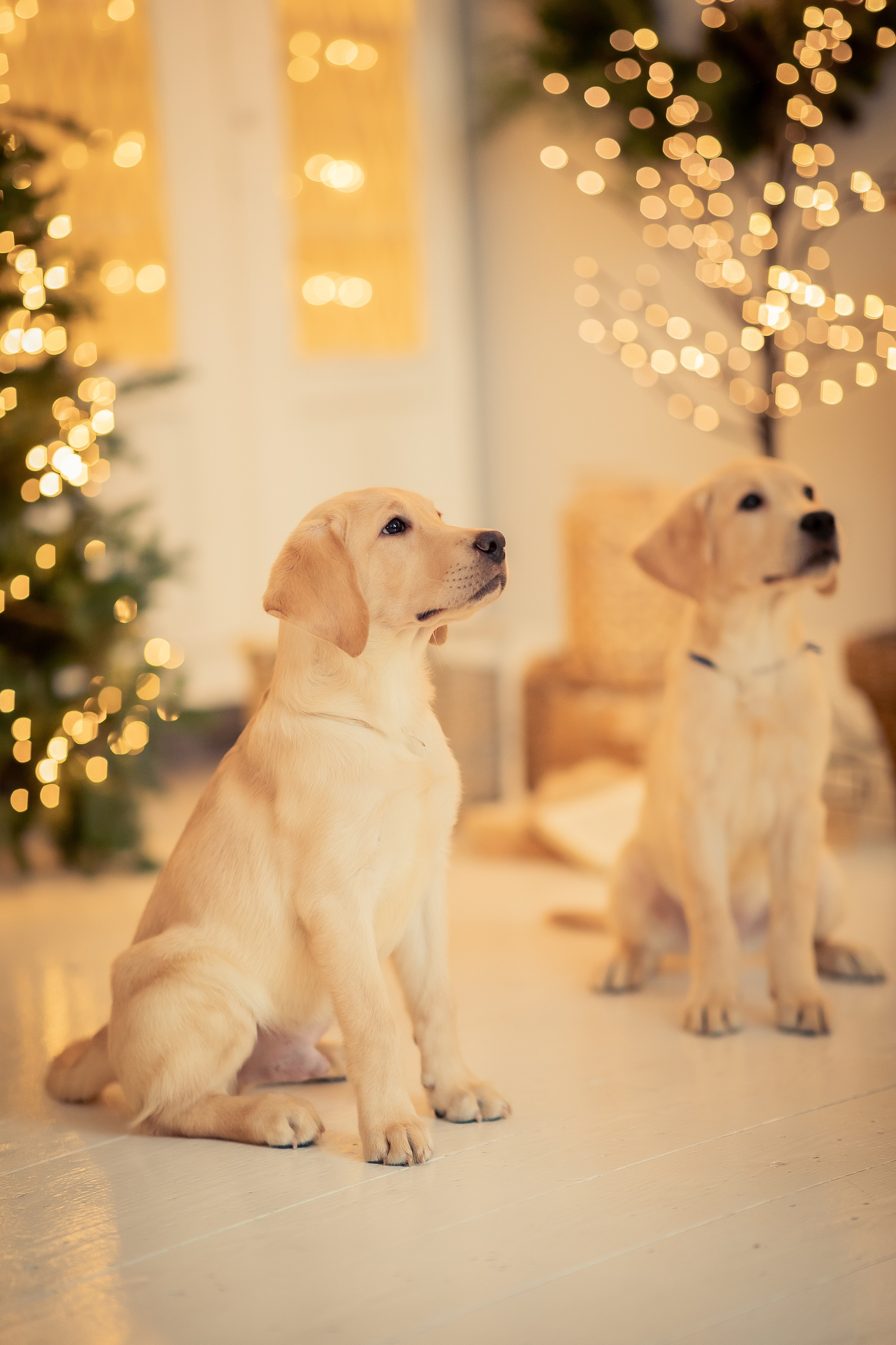 Портреты собак. Фотосессия под ключ в Москве — креативные, женские и семейные съёмки | Фотограф Анна Лебедева