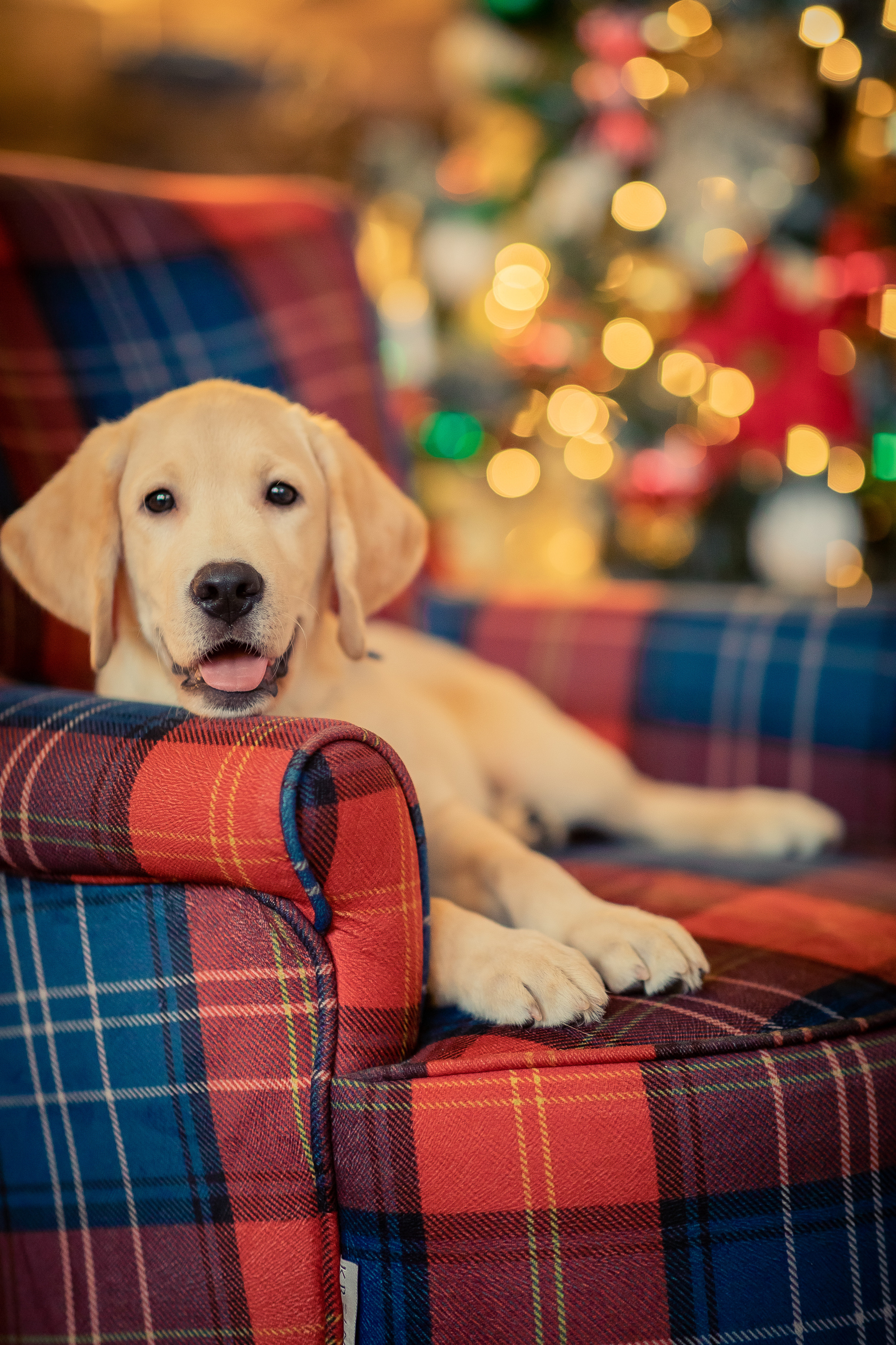 Портреты собак. Фотосессия под ключ в Москве — креативные, женские и семейные съёмки | Фотограф Анна Лебедева