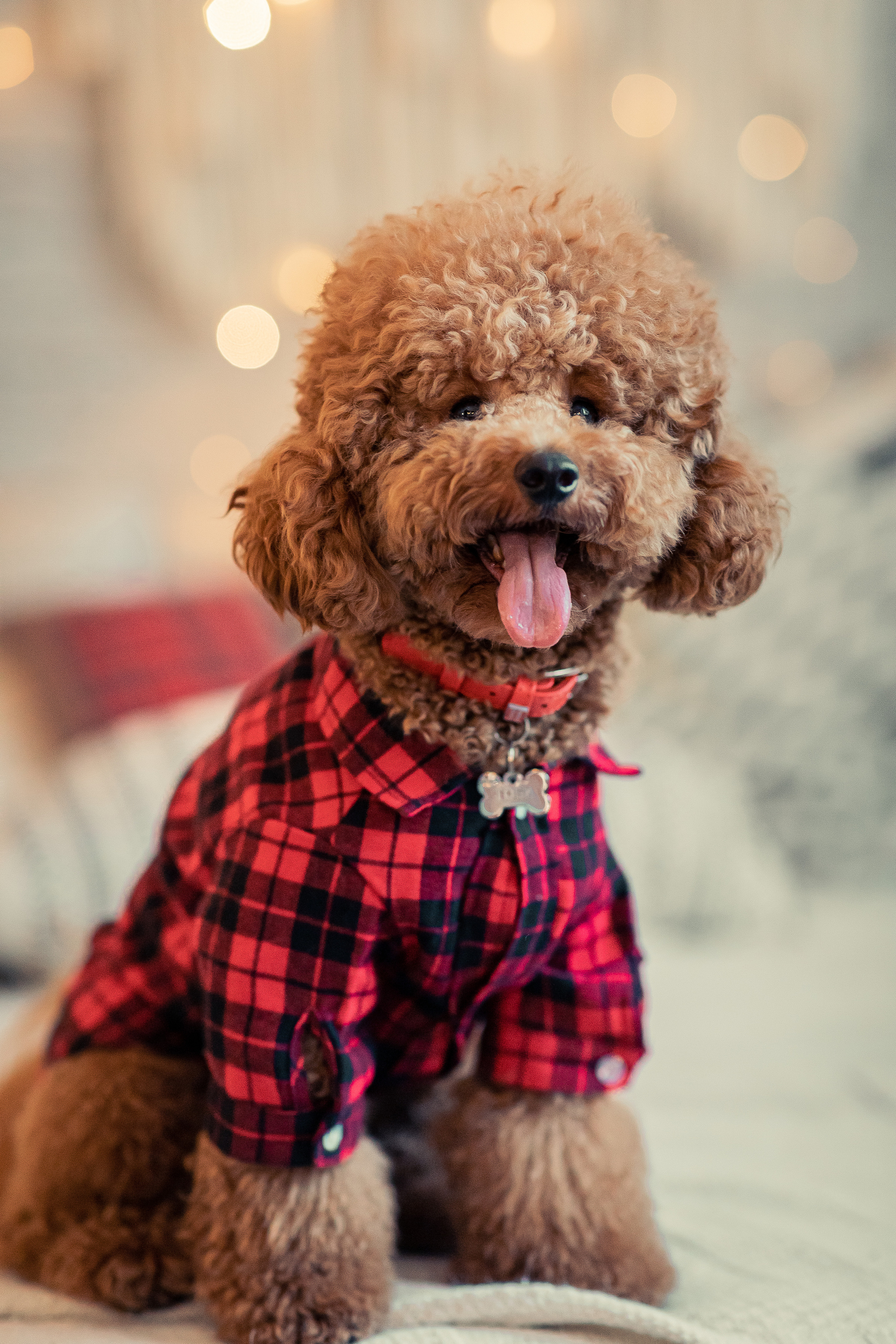 Портреты собак. Фотосессия под ключ в Москве — креативные, женские и семейные съёмки | Фотограф Анна Лебедева