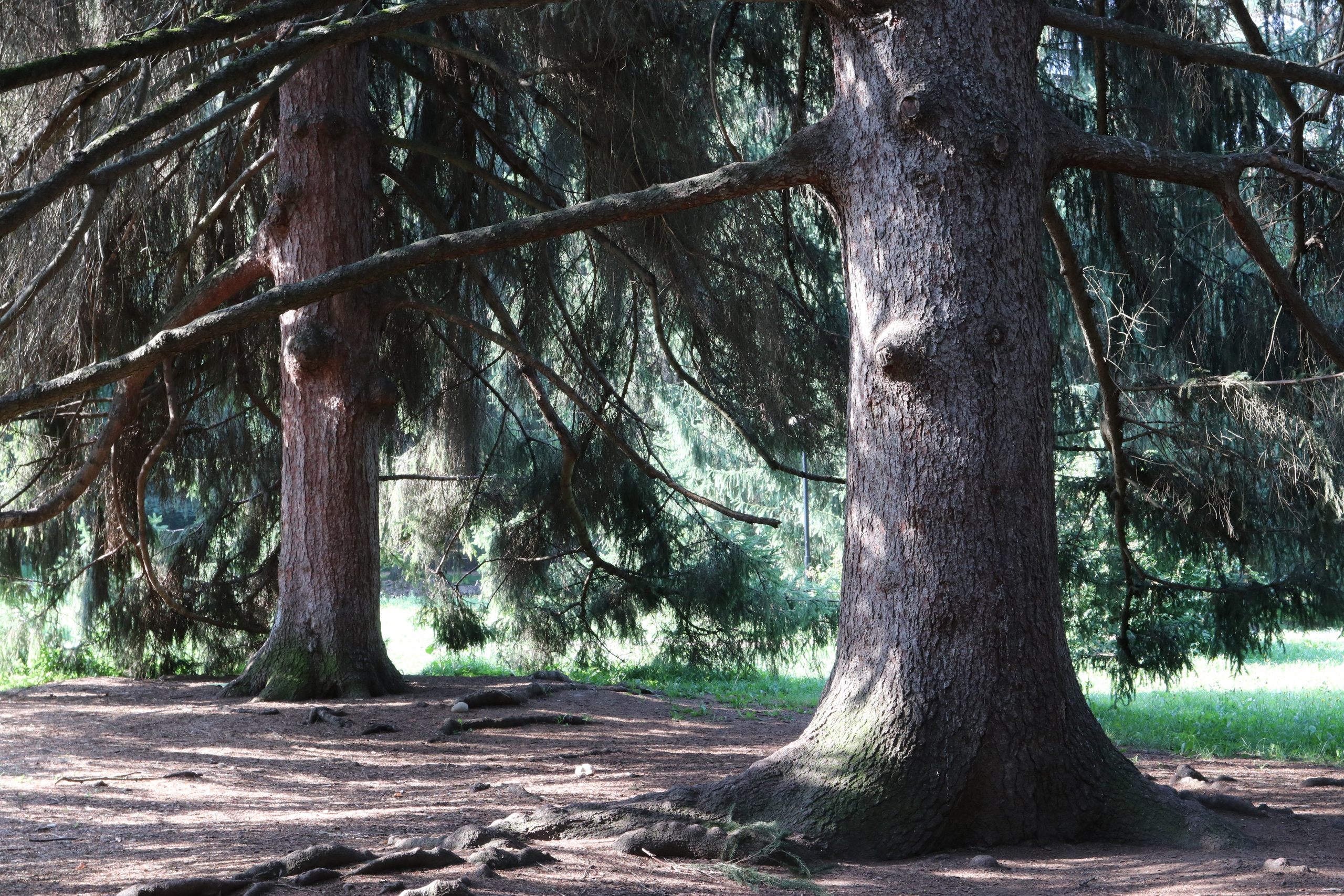Кисловодские пейзажи. Фото-художник и Репортажный фотограф Николаев Александр Алексеевич