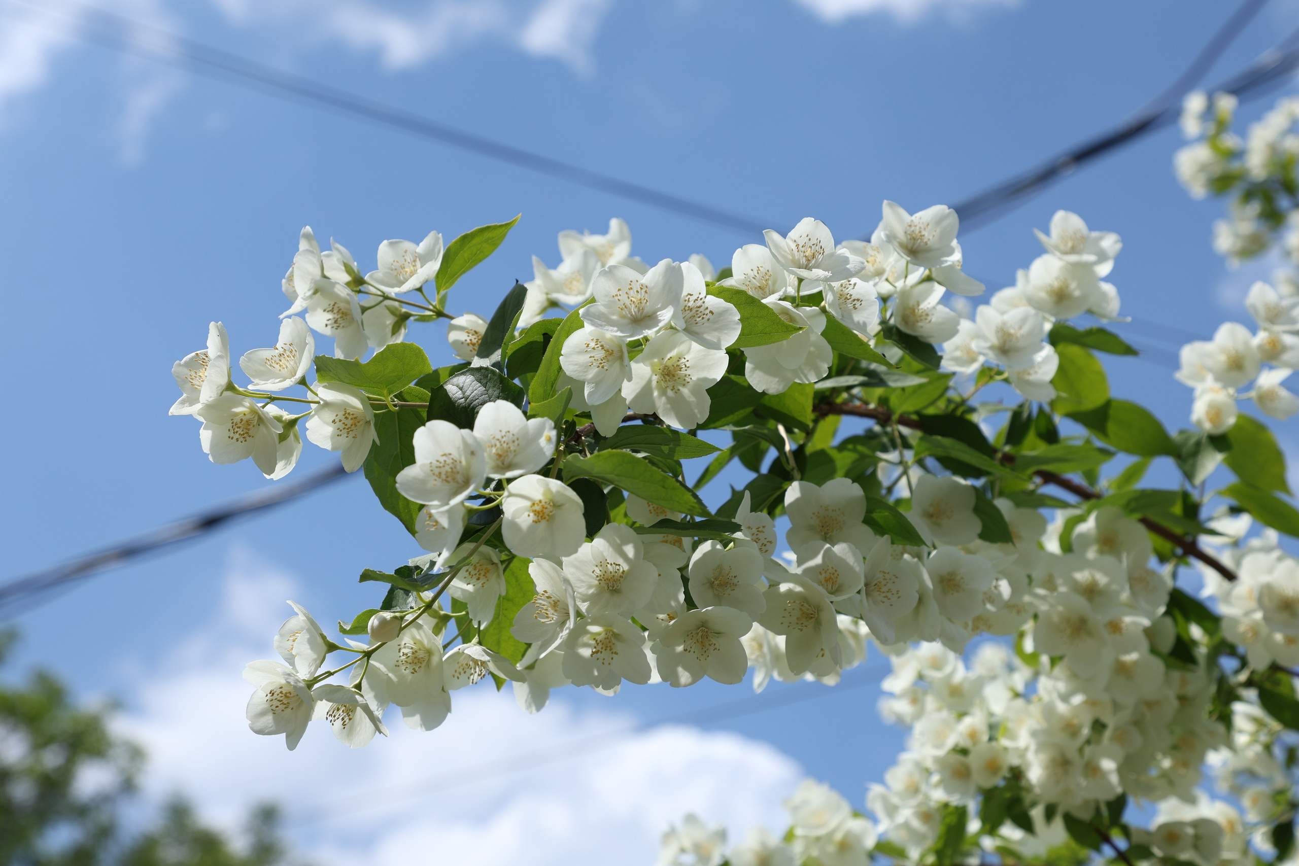 Цветы моего города. Фото-художник и Репортажный фотограф Николаев Александр Алексеевич