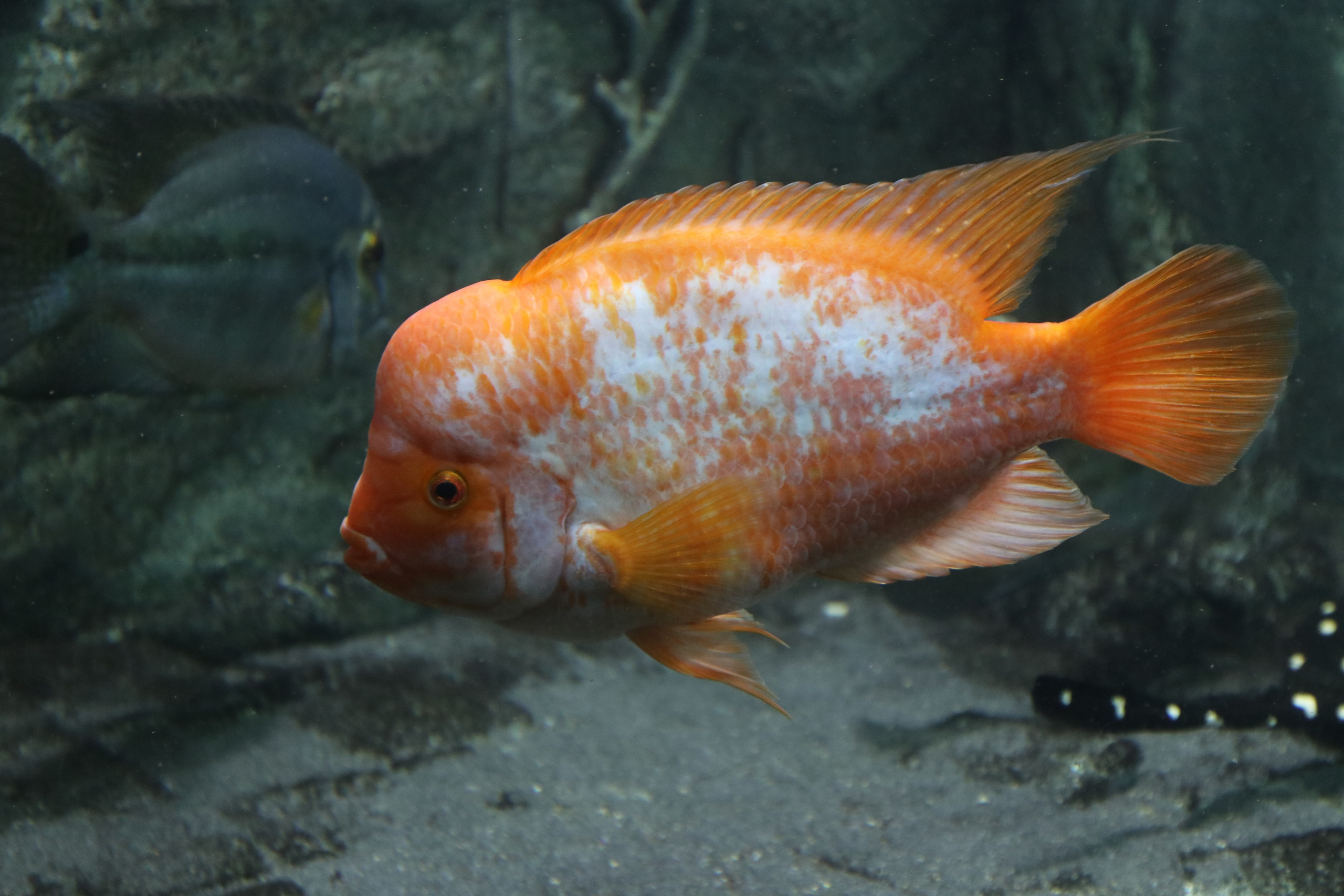 Крым. ЮБК (Севастополь, Кастрополь, Ялта). Май 2023. Путешественник-фотограф из Санкт-Петербурга Татьяна Свистулина