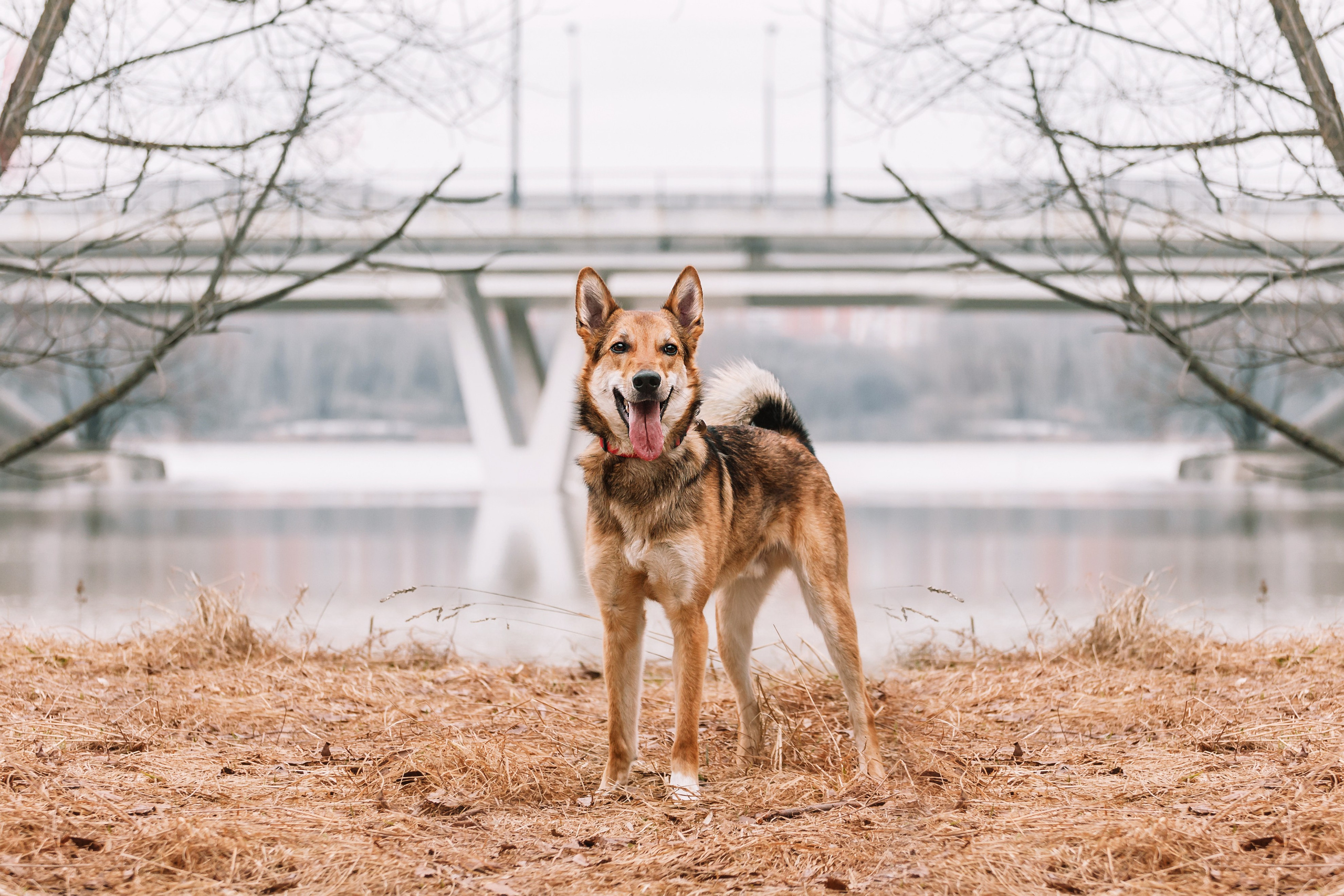 Трэвис и Валли 2024. Фотограф-анималист Татьяна Степанова