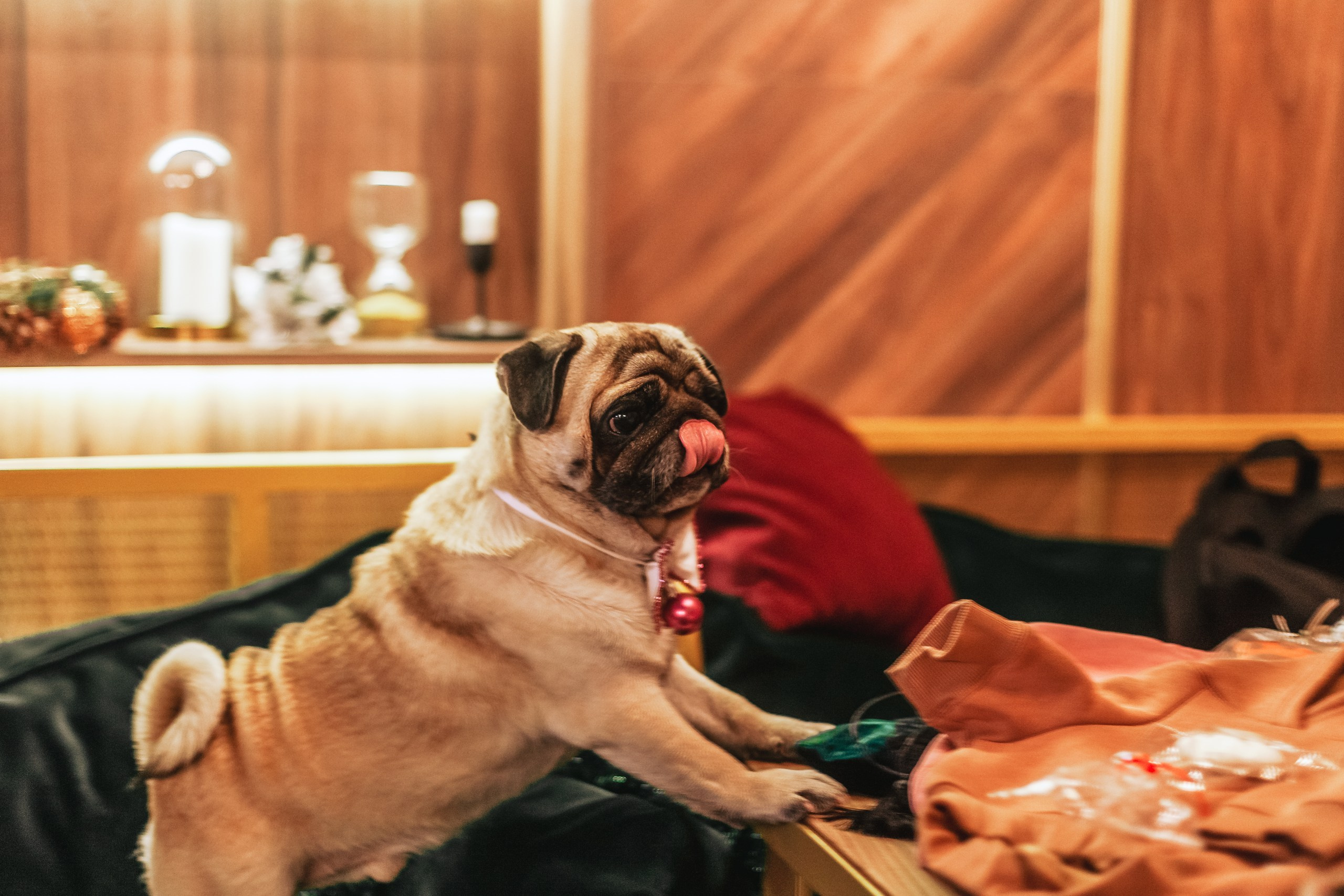 Мопсовстреча 02.12.2023. Фотограф-анималист Татьяна Степанова