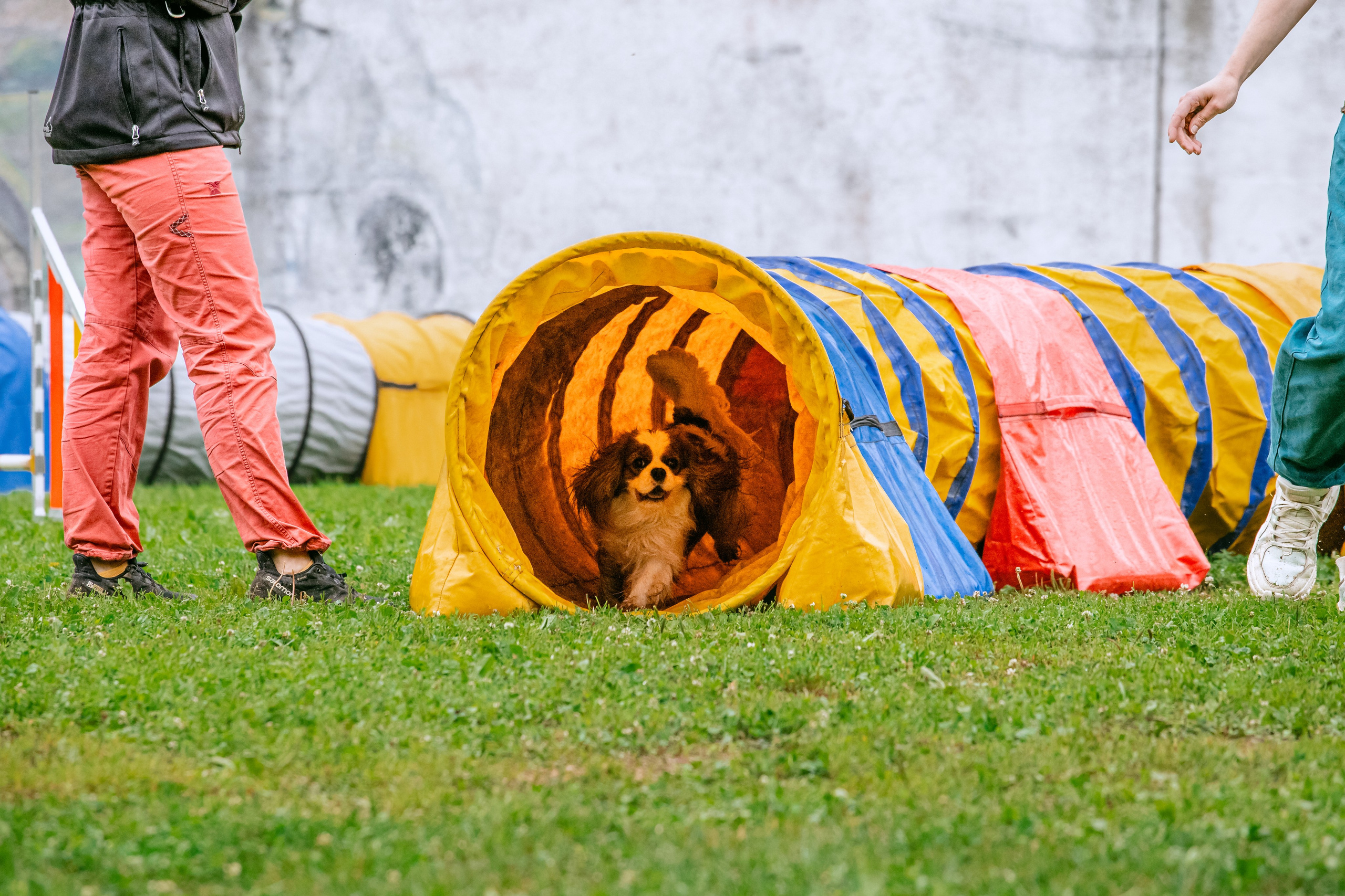 Соревнования по аджилити Долгопрудный 30.06.2025. Фотограф-анималист Татьяна Степанова