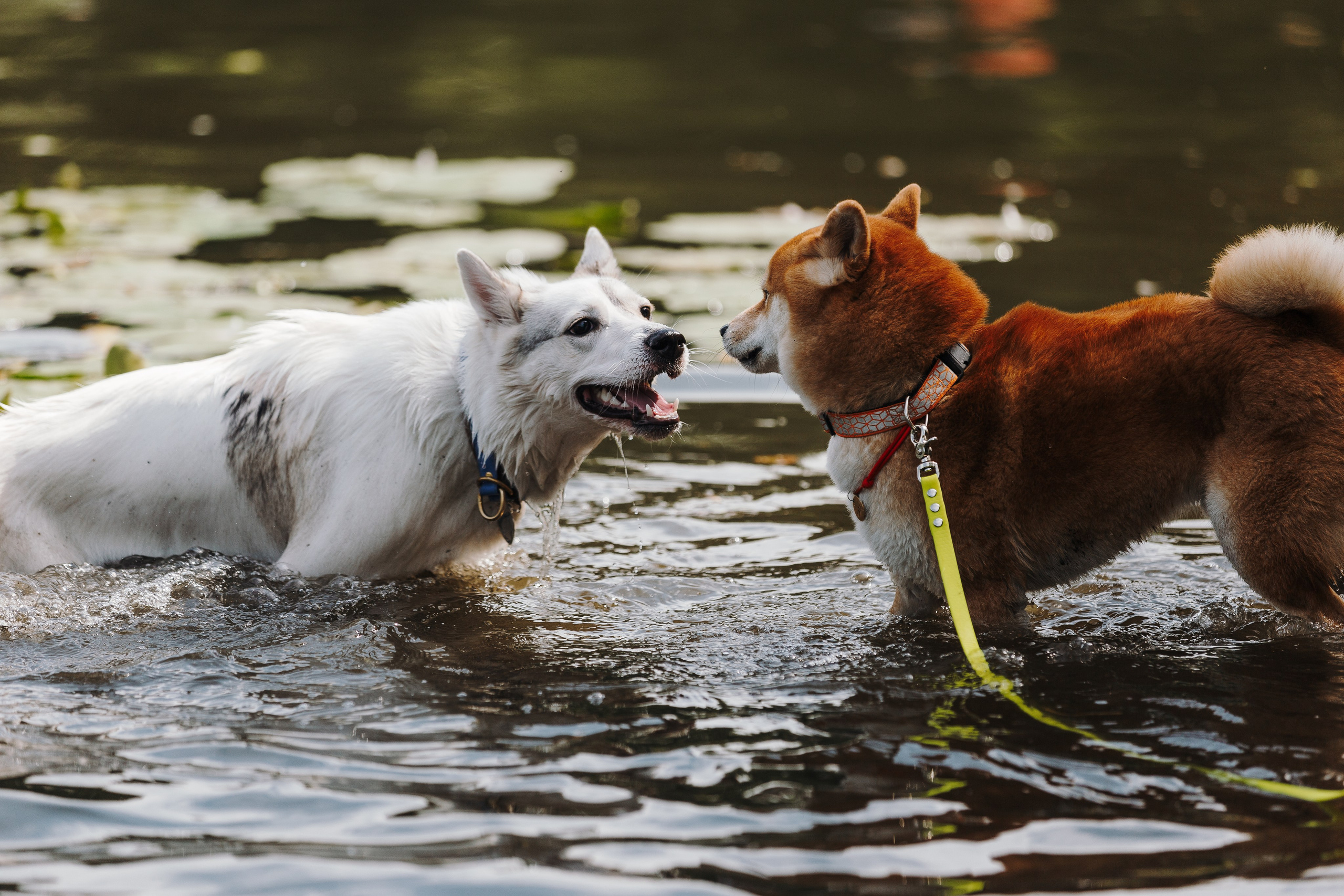 Petshop Sup day. Фотограф анималист Кристина Карпова, Москва