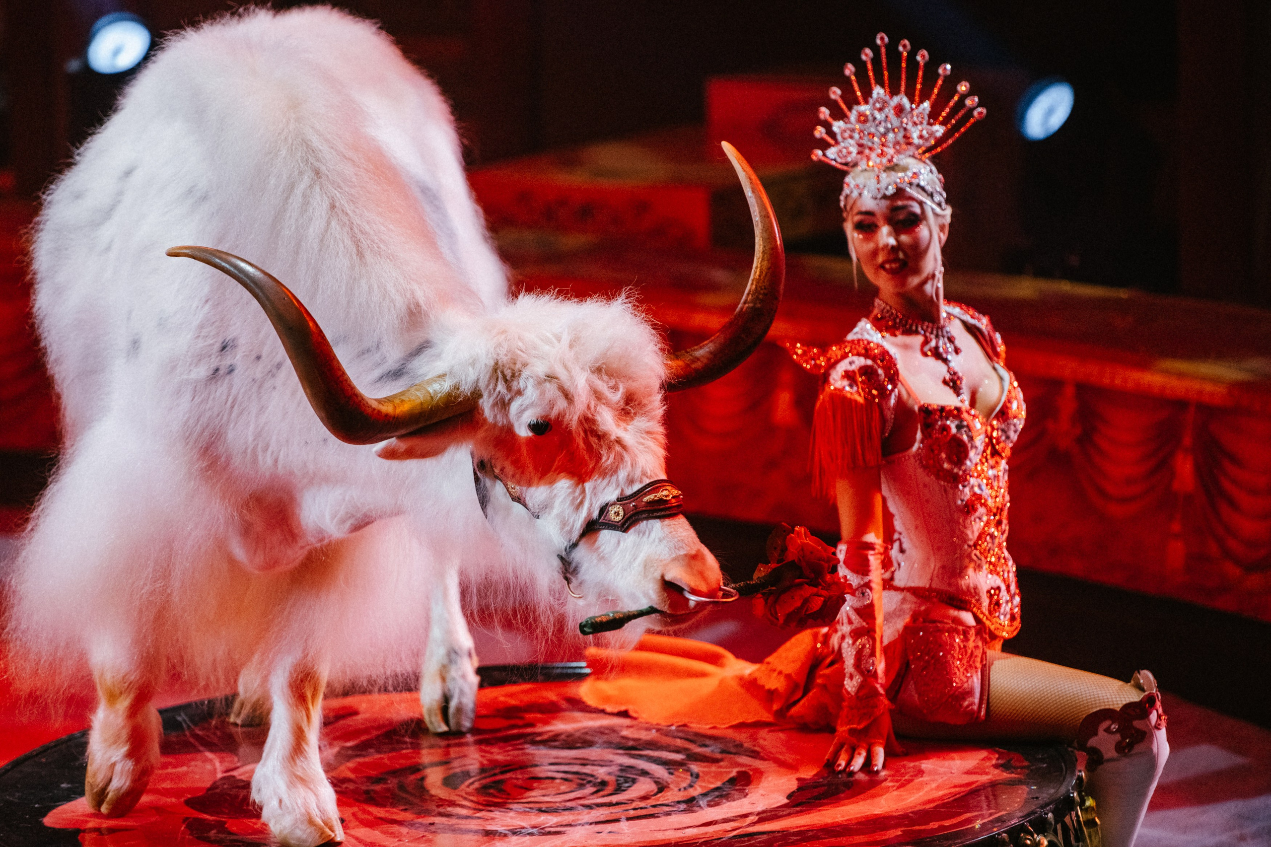 Королевский Цирк Гии Эрадзе. Репортажный и портретный фотограф в Санкт-Петербурге Степлевич Дарья