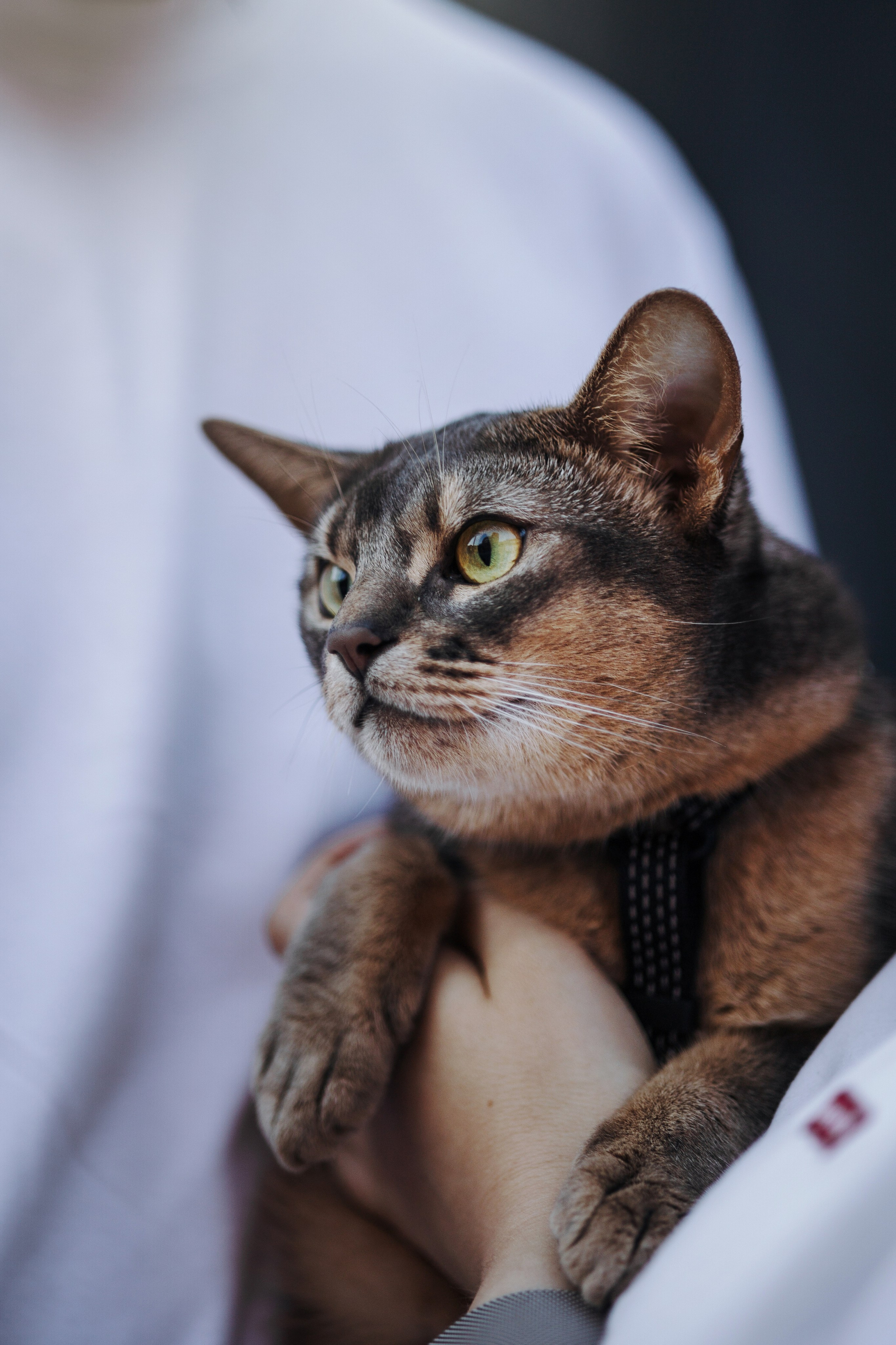 Циско и его семья. Фотограф — Анималист | Санкт-Петербург