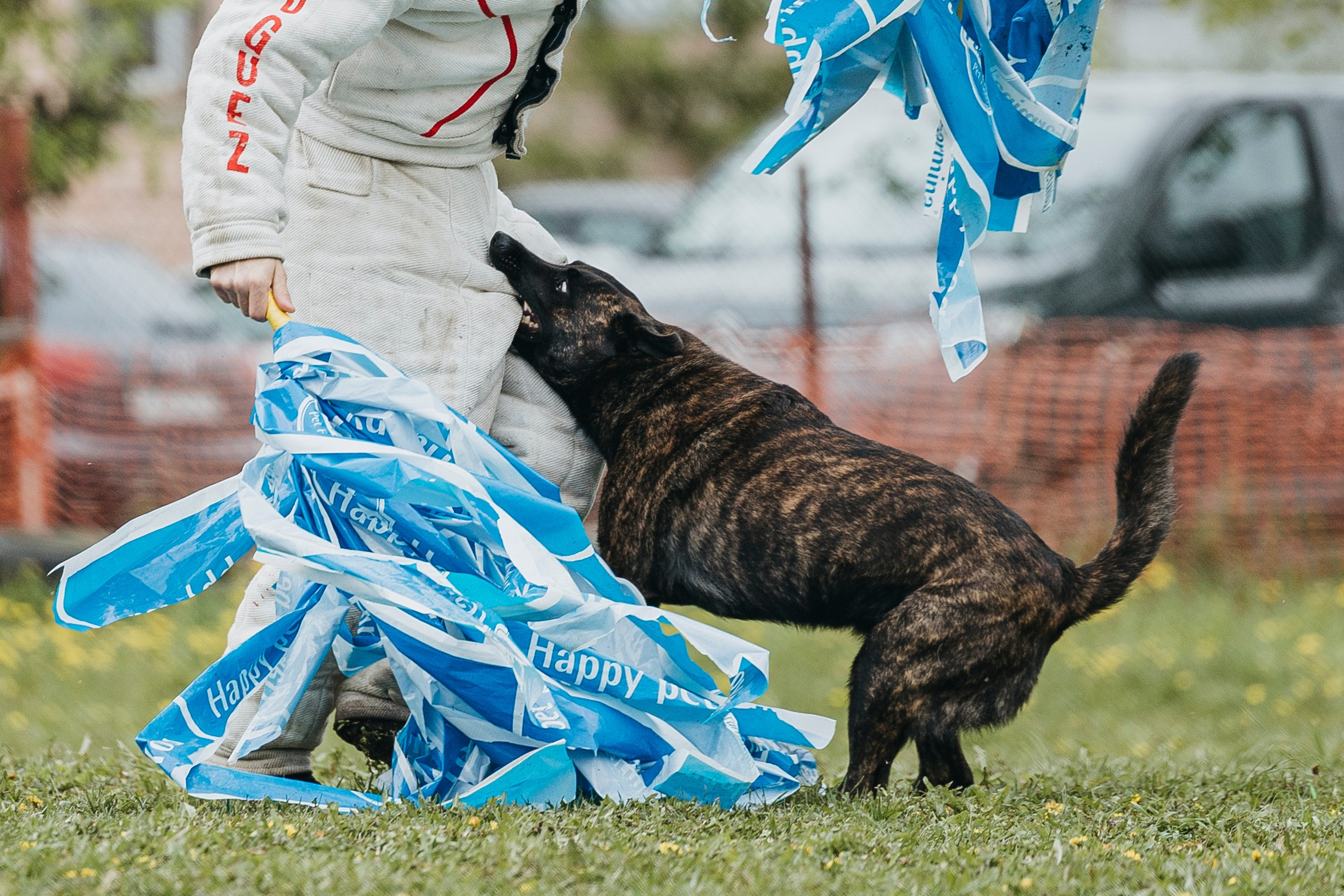 26.05.25 г. Пушкин квалификационные соревнования. Фотограф-анималист Анна Маринич