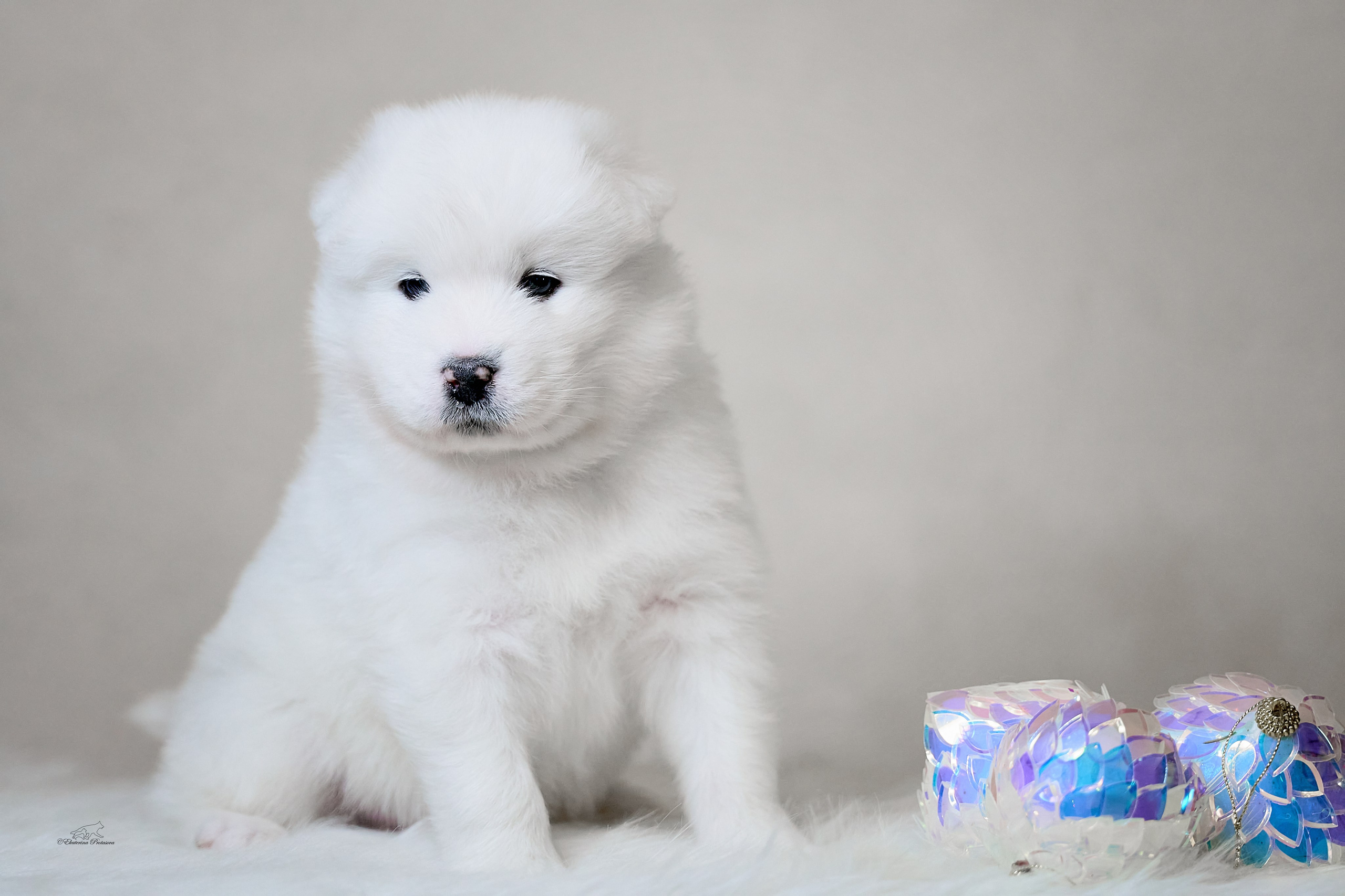 Самоедики. Фотограф-анималист в Иркутске