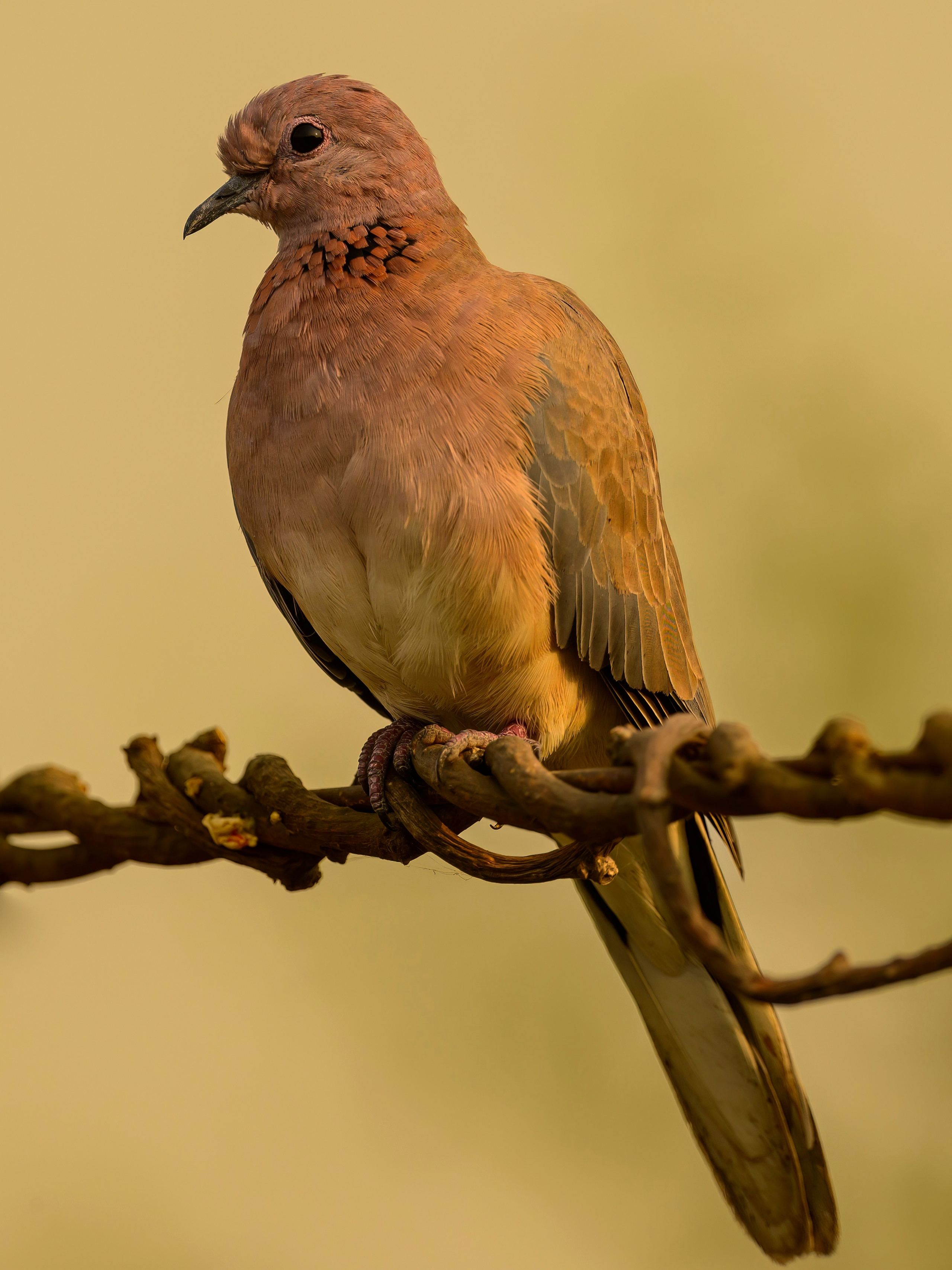 Раджастан, Индия. Wildlife photography by Sergey Puponin