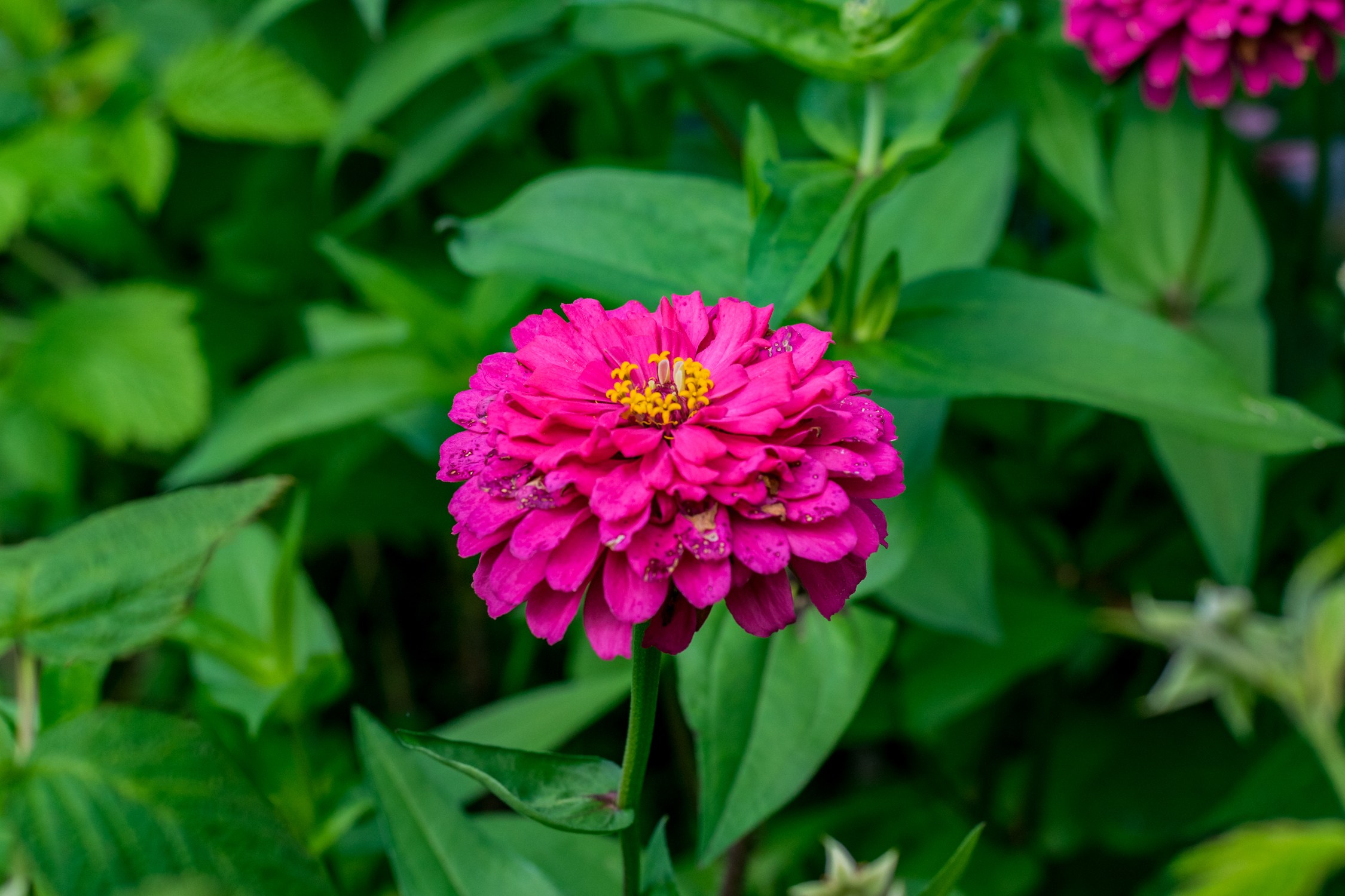 Антон Курдюмов фотограф в Хабаровске Рина Курдюмова фото27 foto27 Антон Дорофеев репортажный репортаж документалист Тони и Рина фотосоздатели Виноградники Хехцир 2024 Хабаровск виноград дикий фермер фермерство дачный сезон