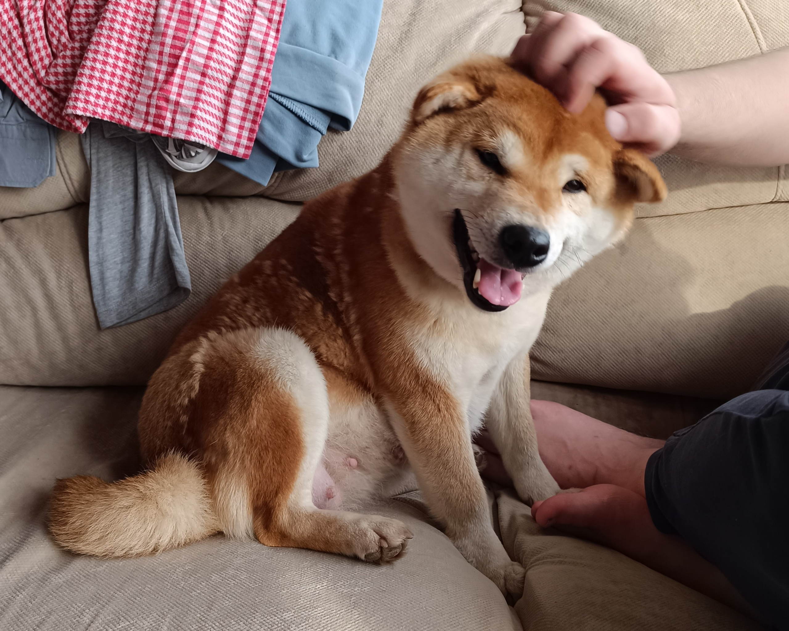 Rubylight Liliya *Юки. Американская акита I Сиба ину I Питомник RUBYLIGHT