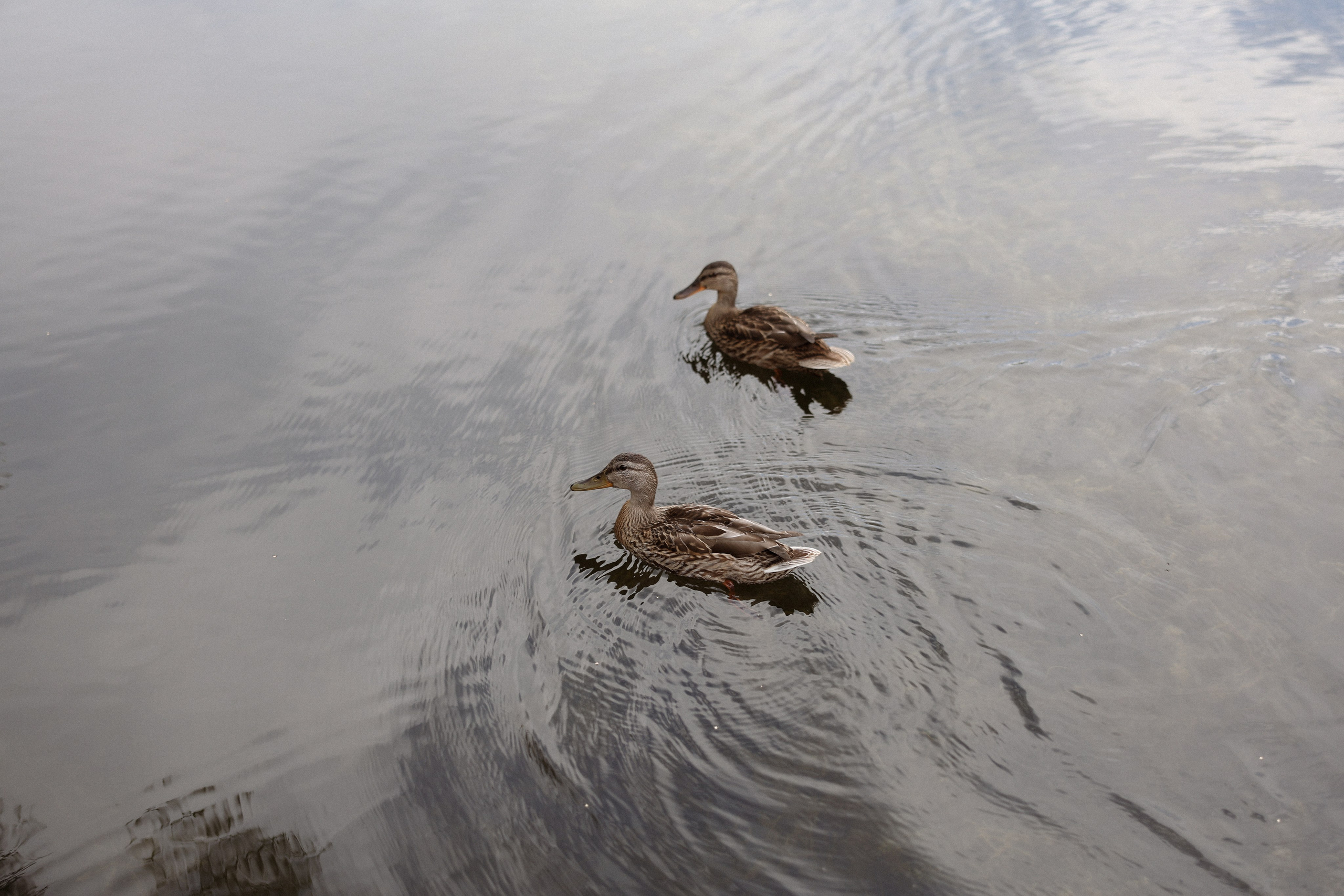 «Магия выставленного света» — Анна и Милан. Свадебный и семейный фотограф в Москве Ломова Ирина