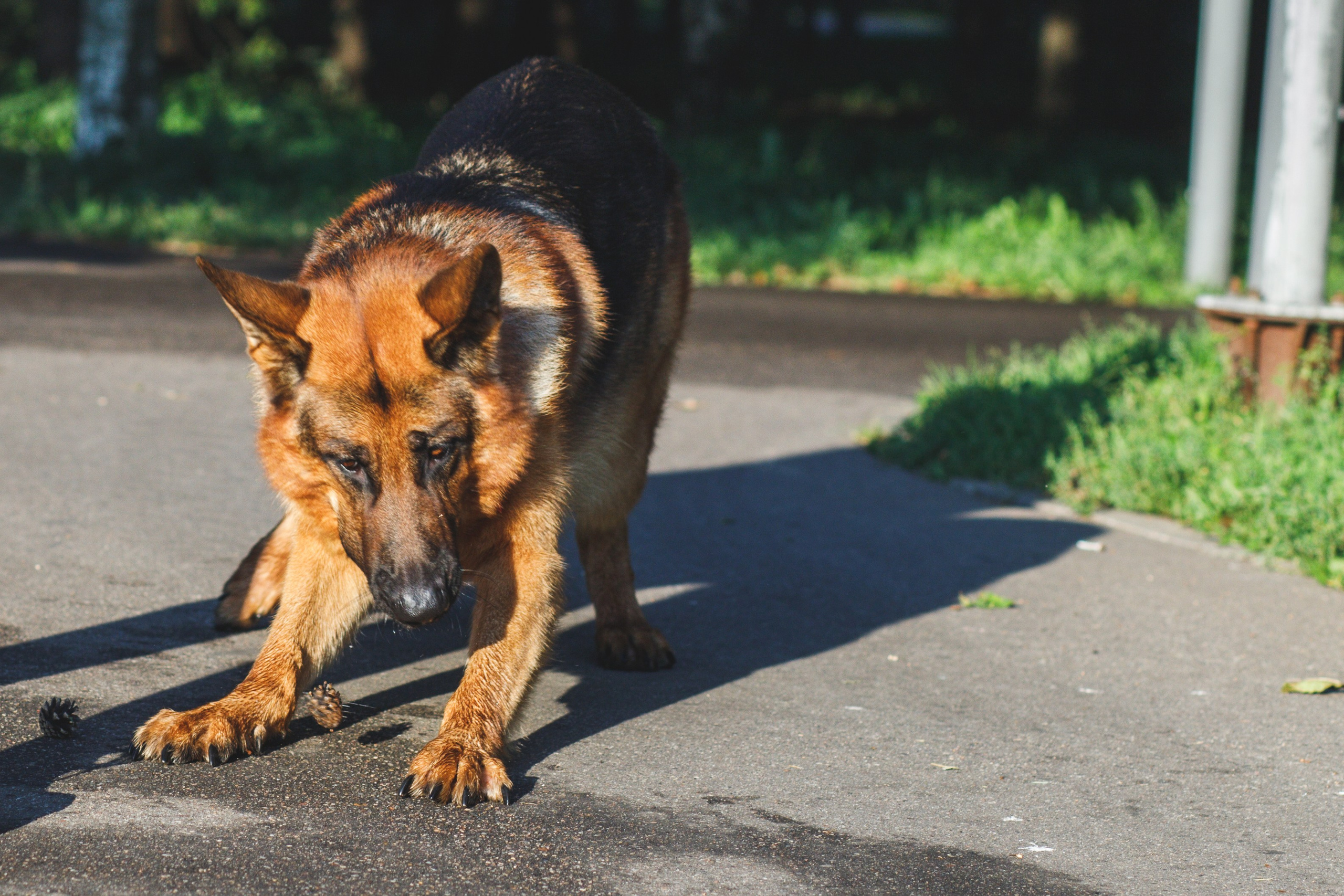 Фотопрогулка молодой девушки и ее собаки летним утром в парке. Семейный и школьный фотограф в Москве Анна Ткач