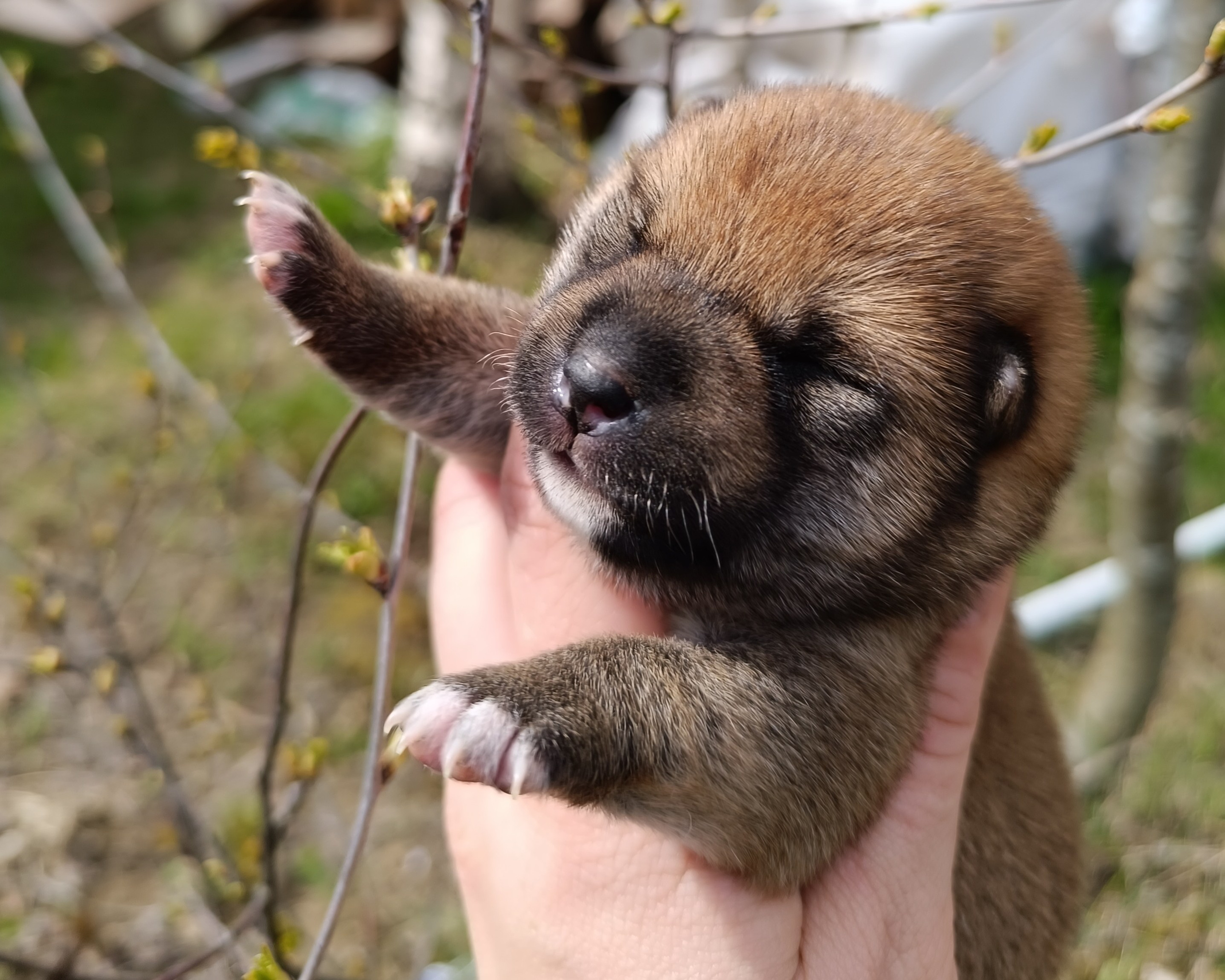 сиба питомник Рубилайт щенки на продажу rubylight  сиба щенки купить СПб Санкт-Петербург