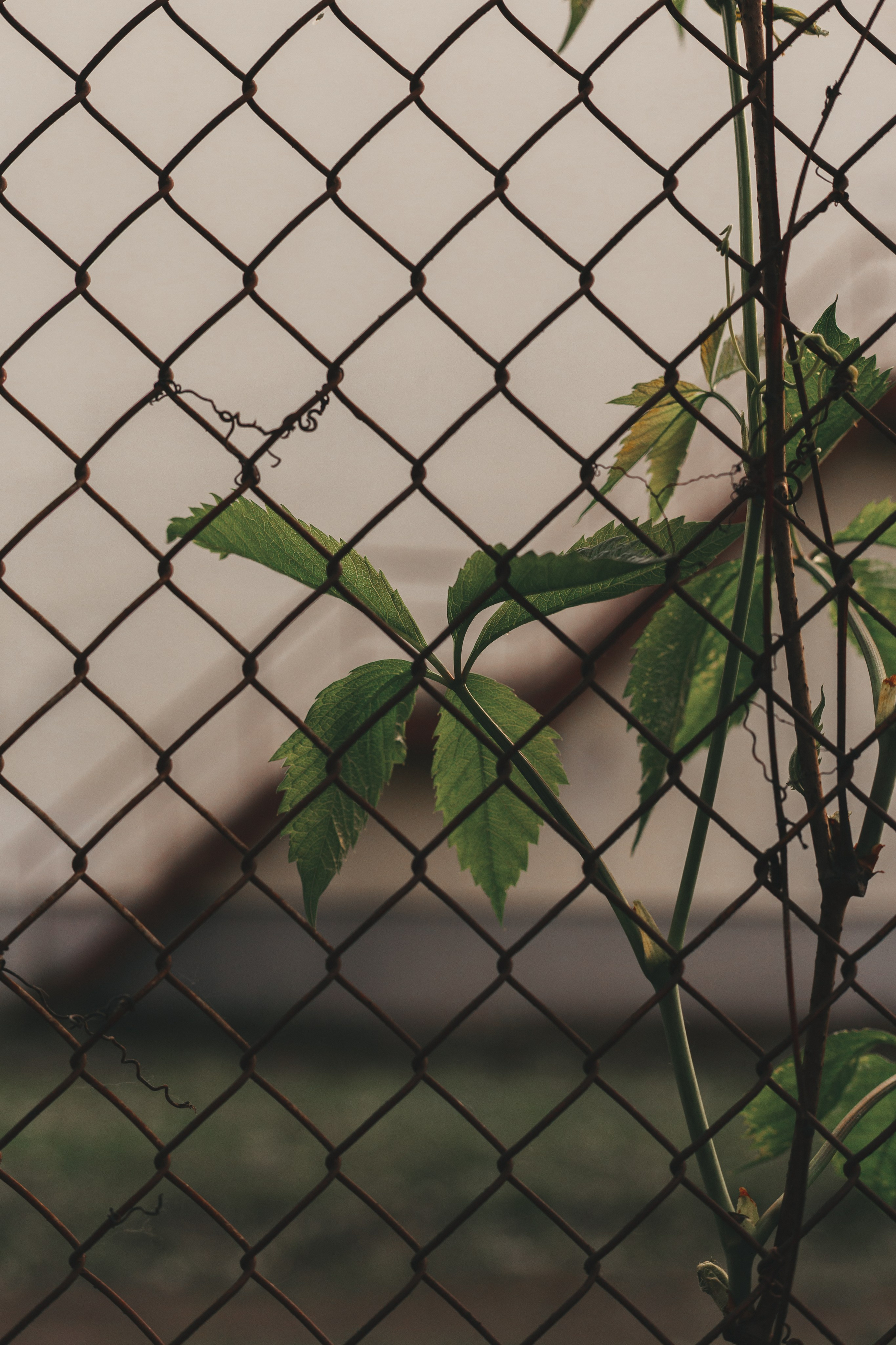 Пятёрка, Ленинский район | Ярославль. Фотограф в Ярославле Ольга Пыненкова