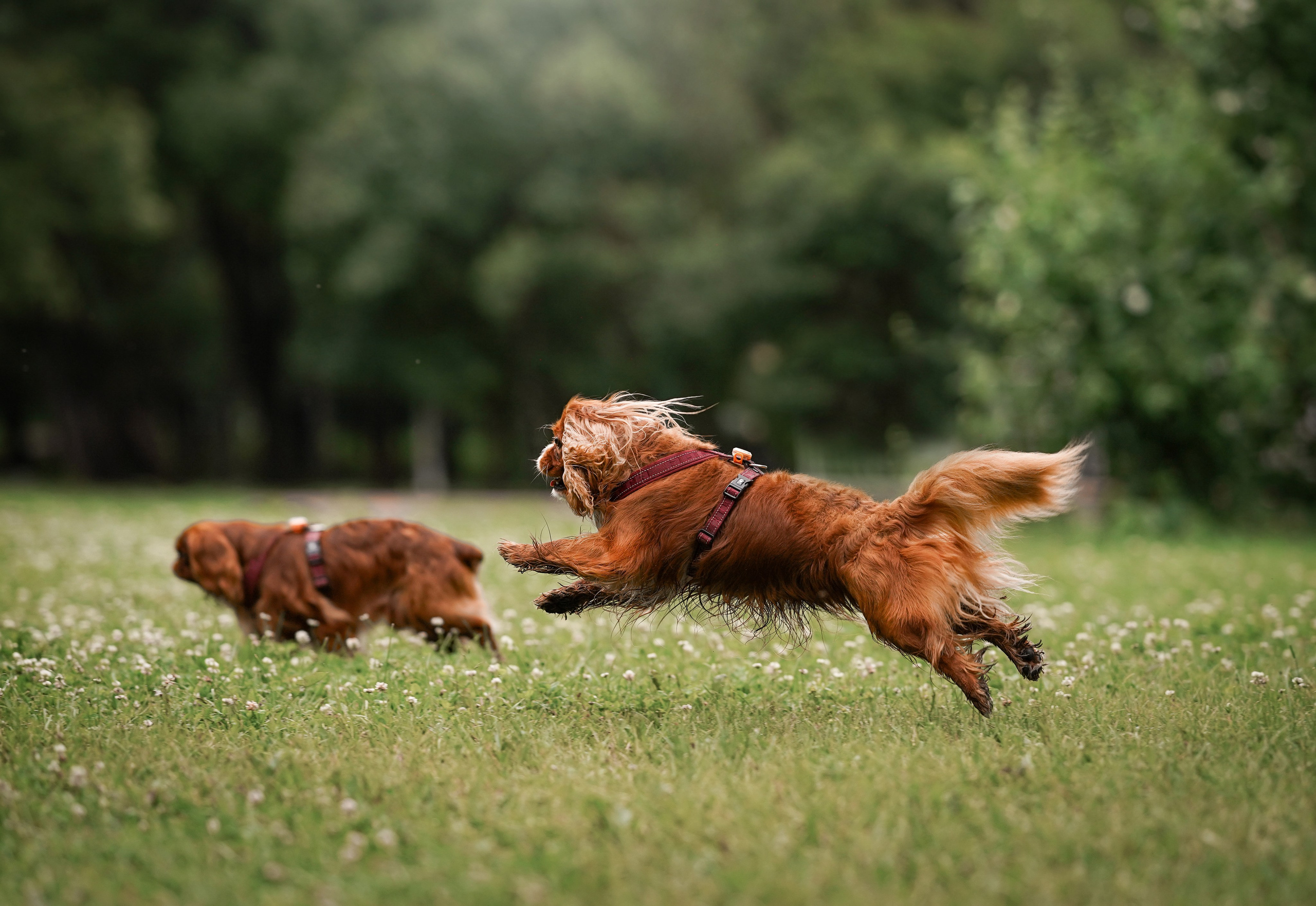 Юля Володя Гарри и Верон. Фотограф-анималист в Санкт-Петербурге Яна Мартынова