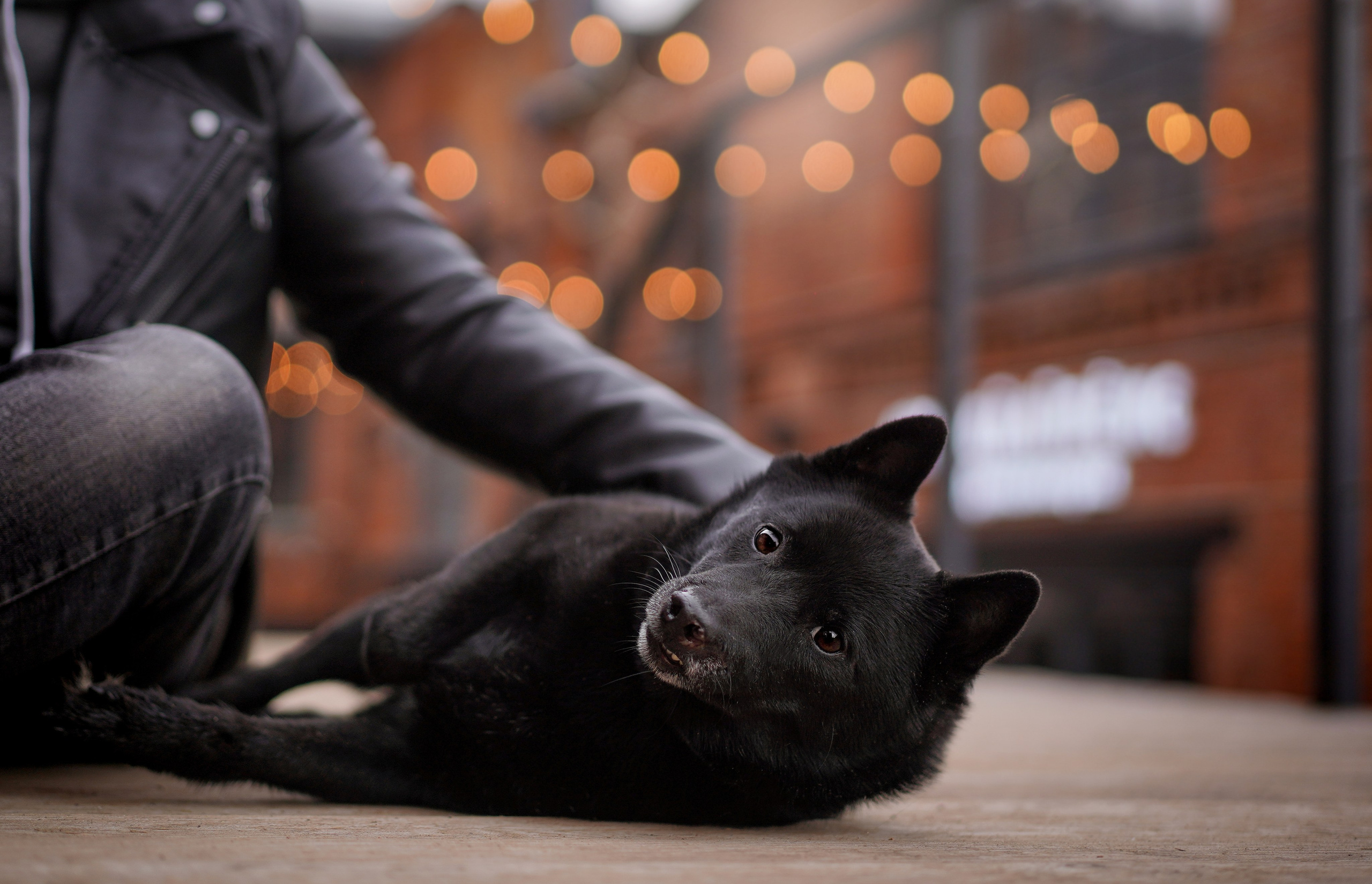 Аня Арчи и Мишель. Фотограф-анималист в Санкт-Петербурге Яна Мартынова