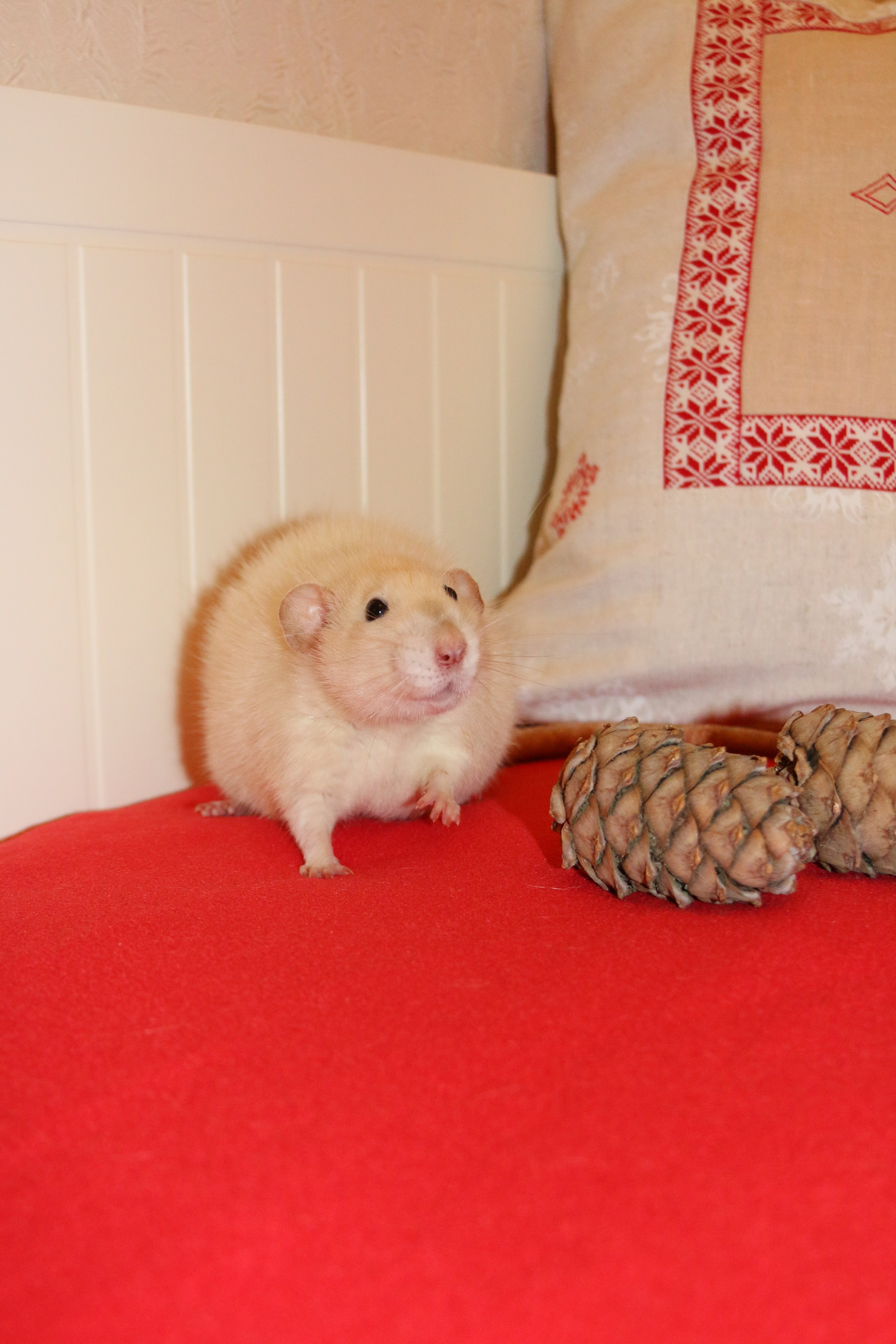 Съемка с питомцем