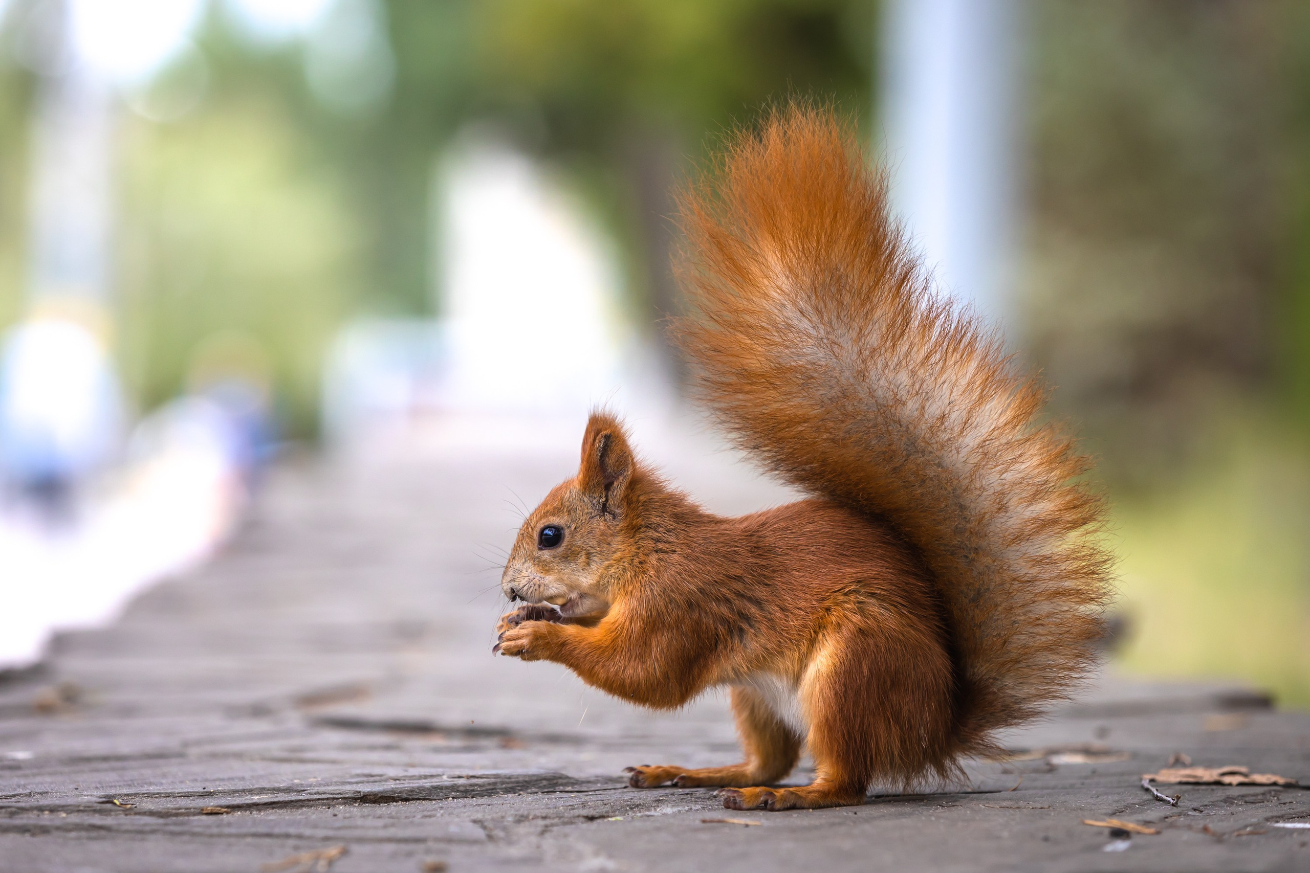 Животные. Фотограф Владимир Охрименко