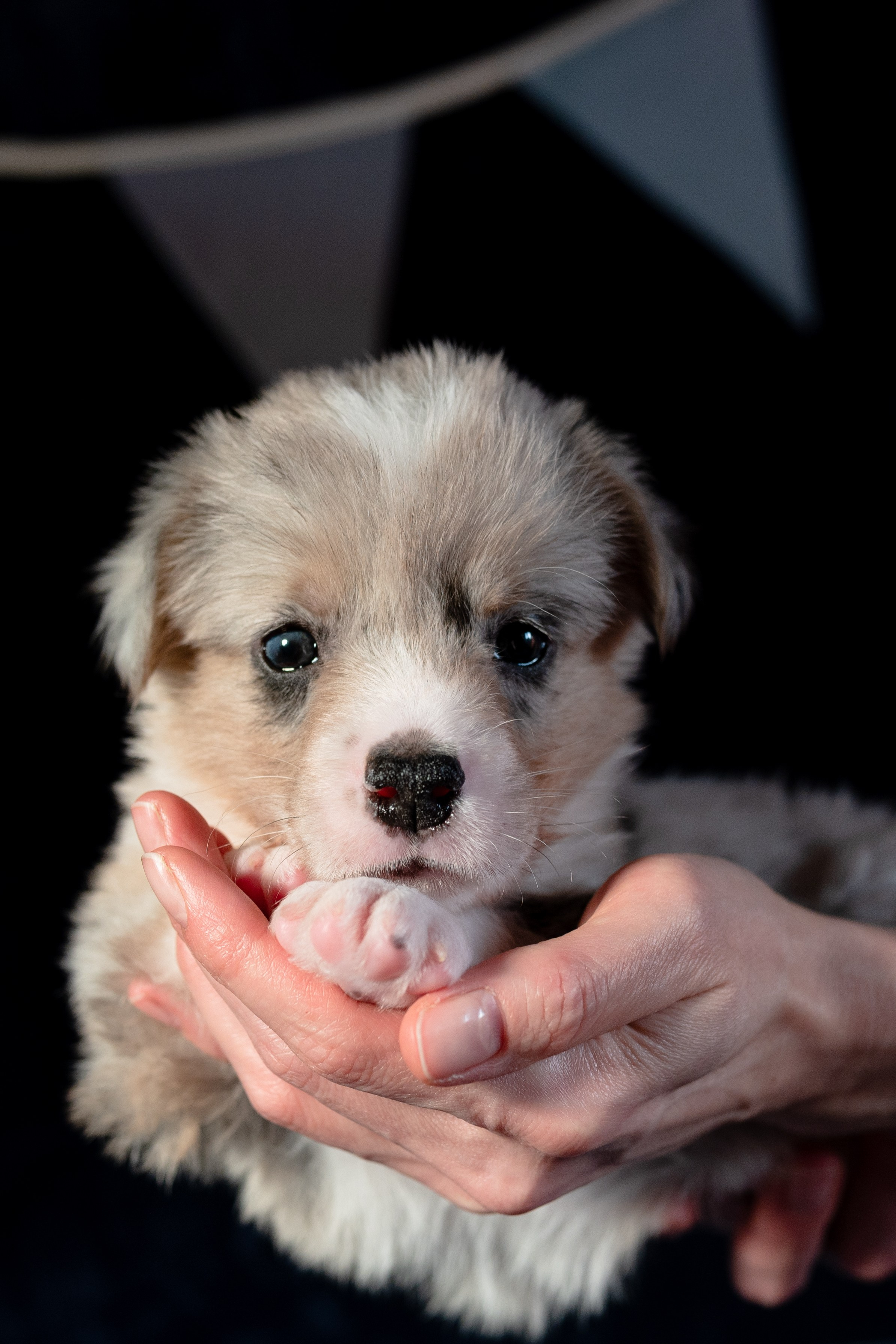 Вельш-корги-пемброк. Фотограф анималист в Москве Ольга Агушева