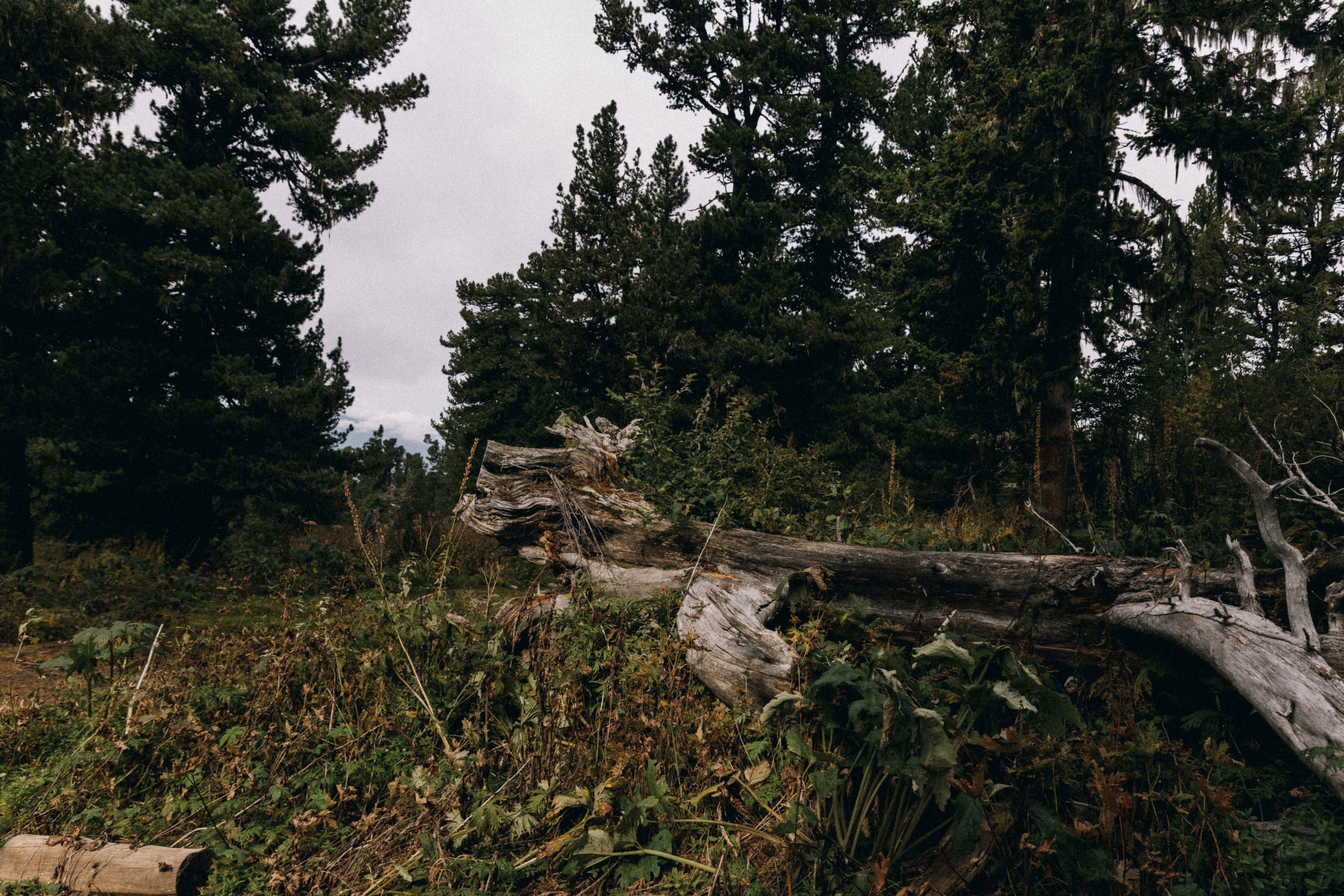 Алтай, природа и эстетика. Александр Чернин. Семейный и событийный фотограф