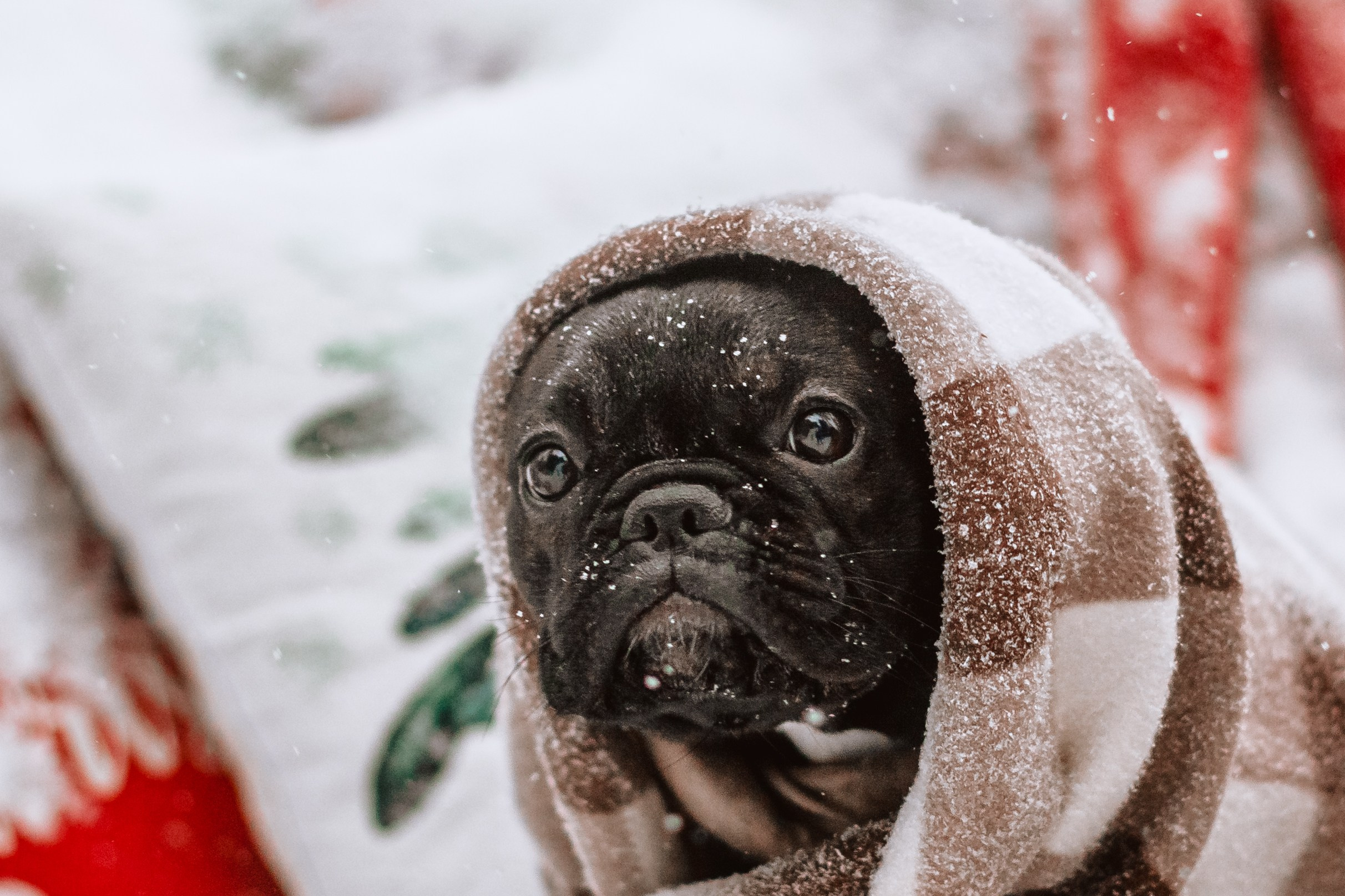 Кантри Хаус. Фотограф-анималист Татьяна Степанова