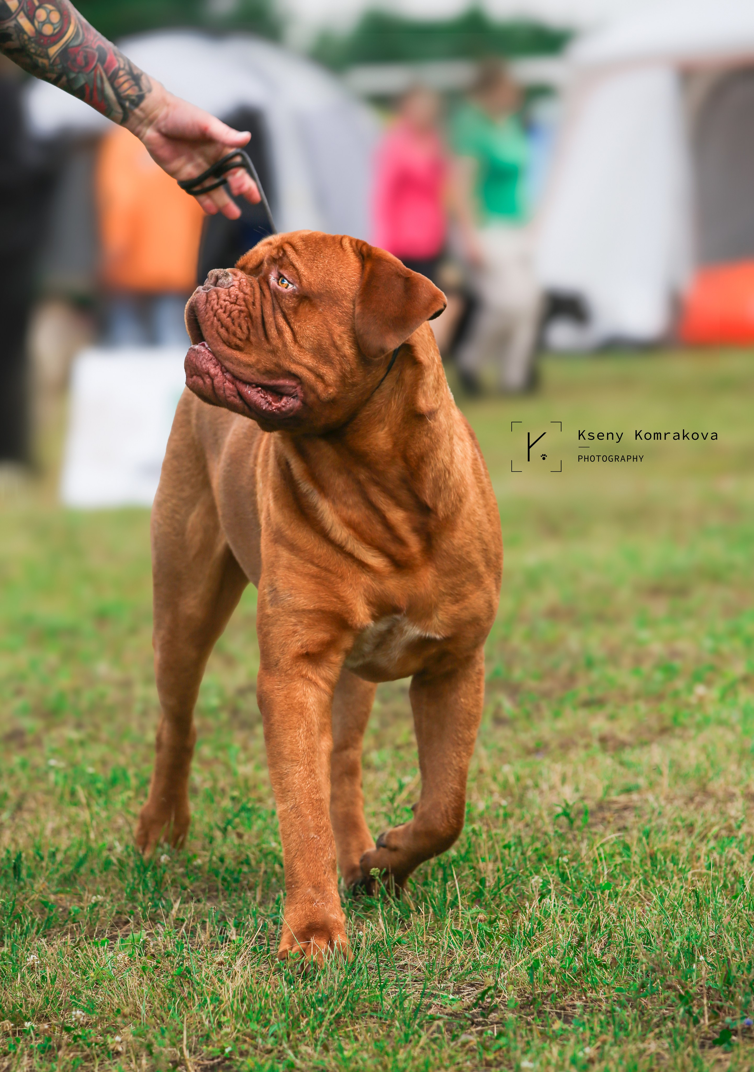 Анималистика. Репортаж. Индивидуальная съемка