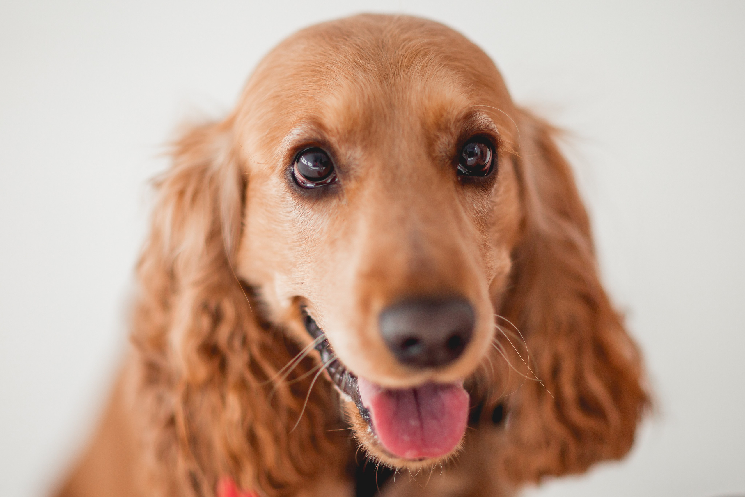 Лада и Барни. Семейный фотограф анималист Мария Крючкова