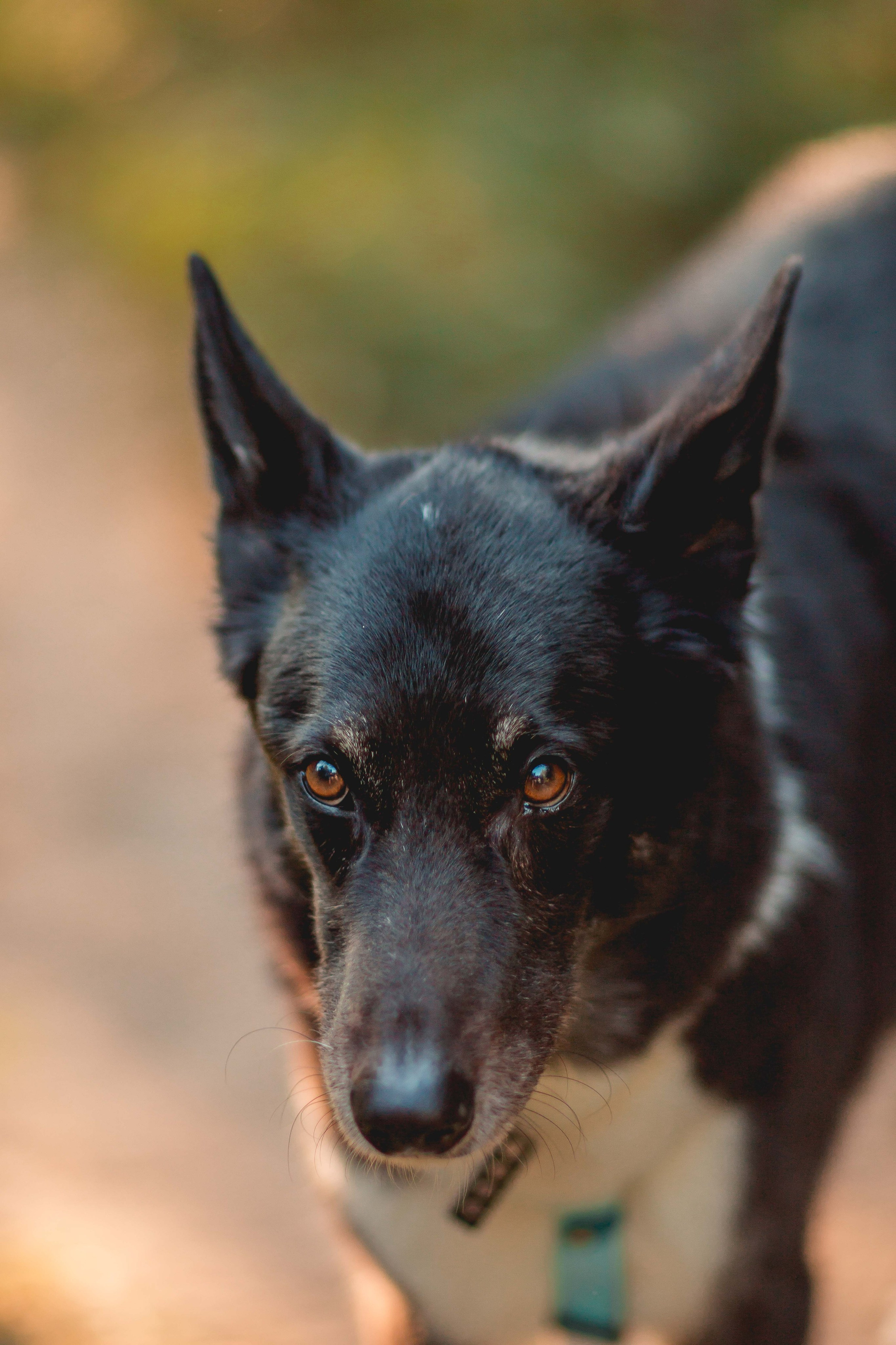 Космос и его люди. Семейный фотограф анималист Мария Крючкова