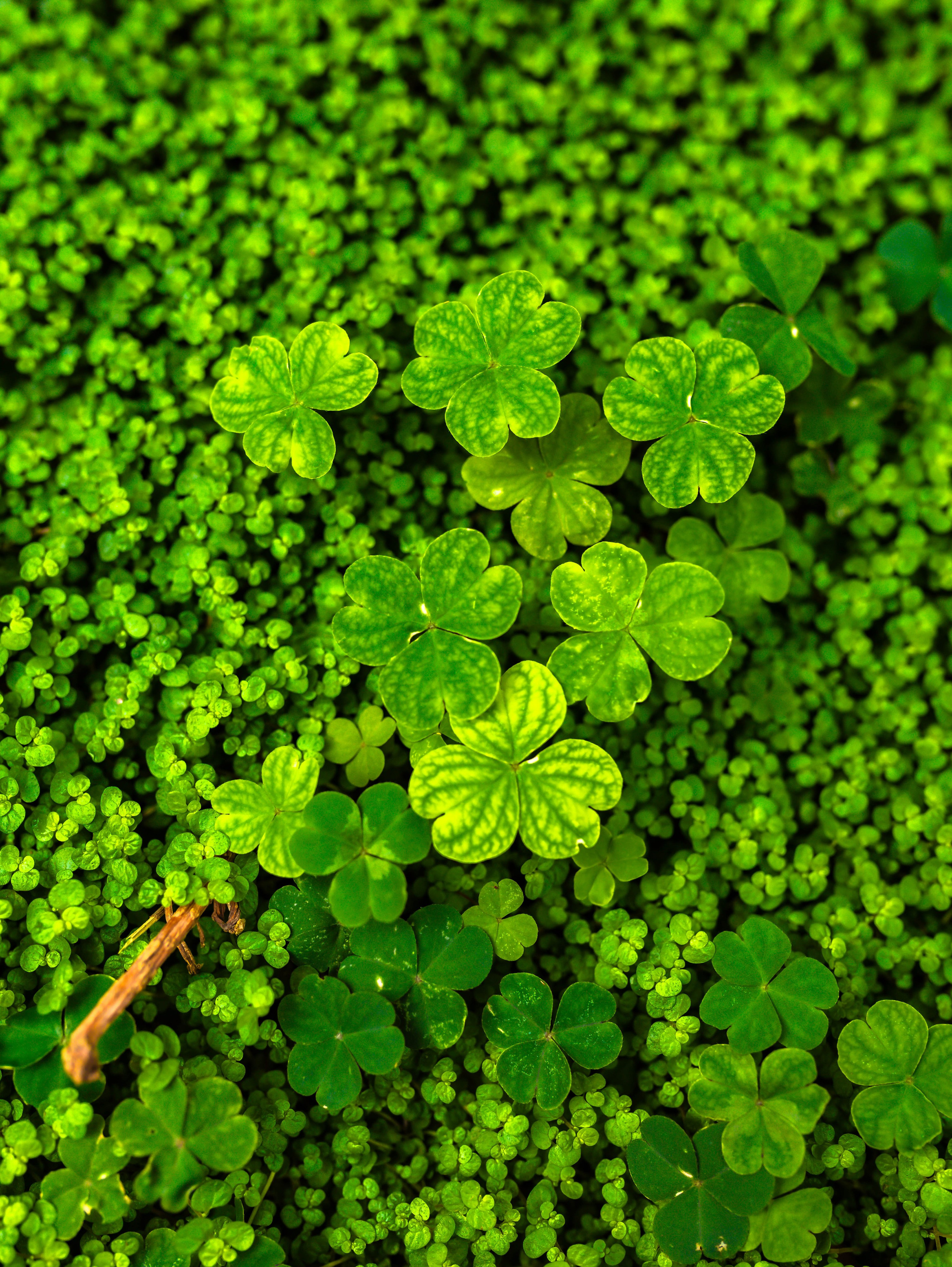 Фотографии природы Липецка. Свадебный и семейный фотограф Виолетта в Липецке