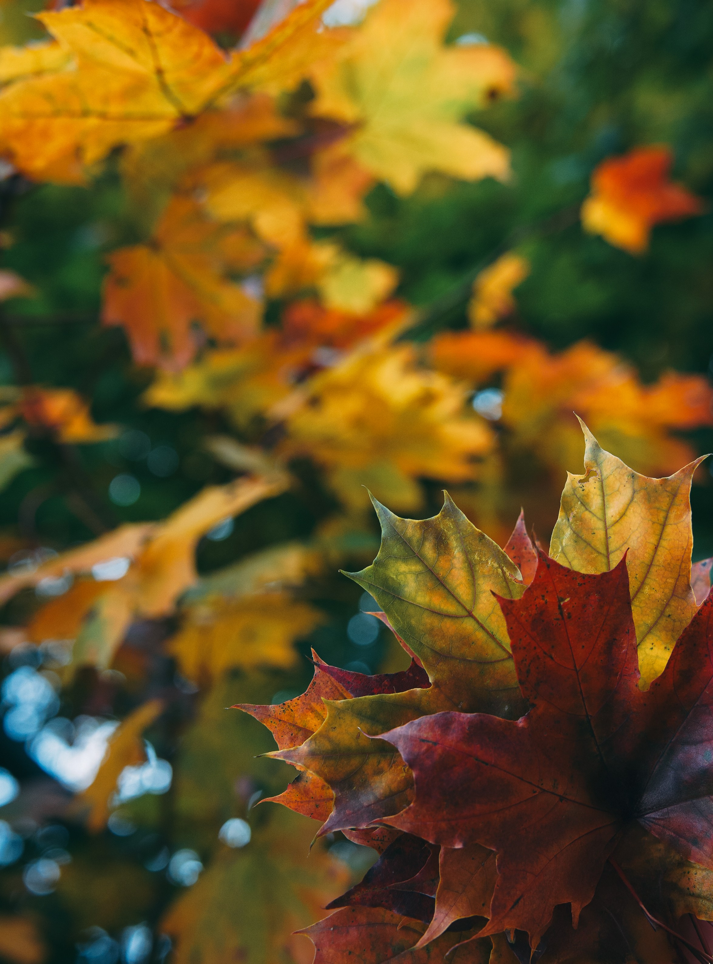 Осень 2025. Фотограф из Москвы — DASHA NOVA | Авторская фотография в разных жанрах