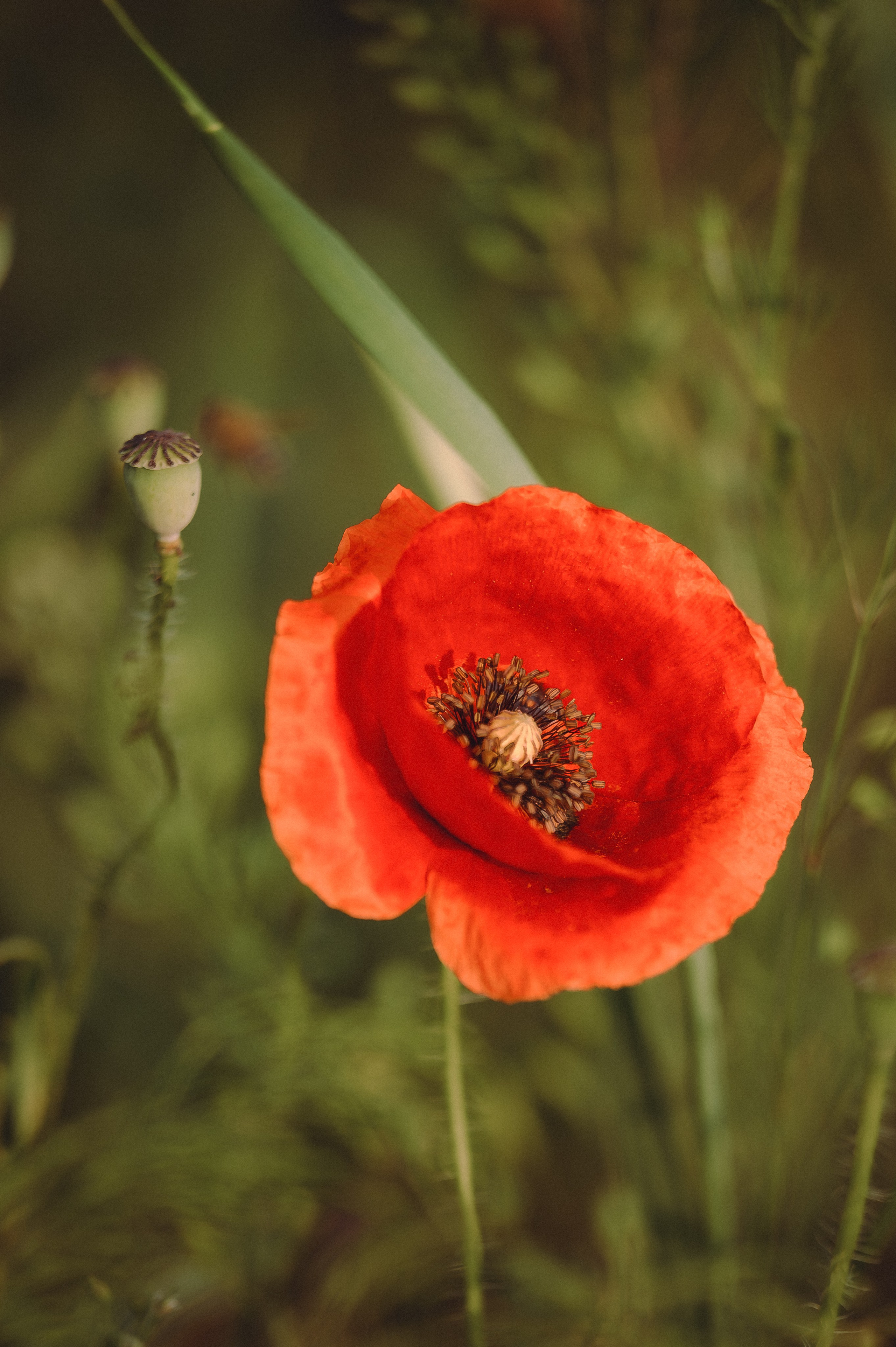 Прогулка на рассвете с бордер-колли. Фотограф в Ростове —на — Дону