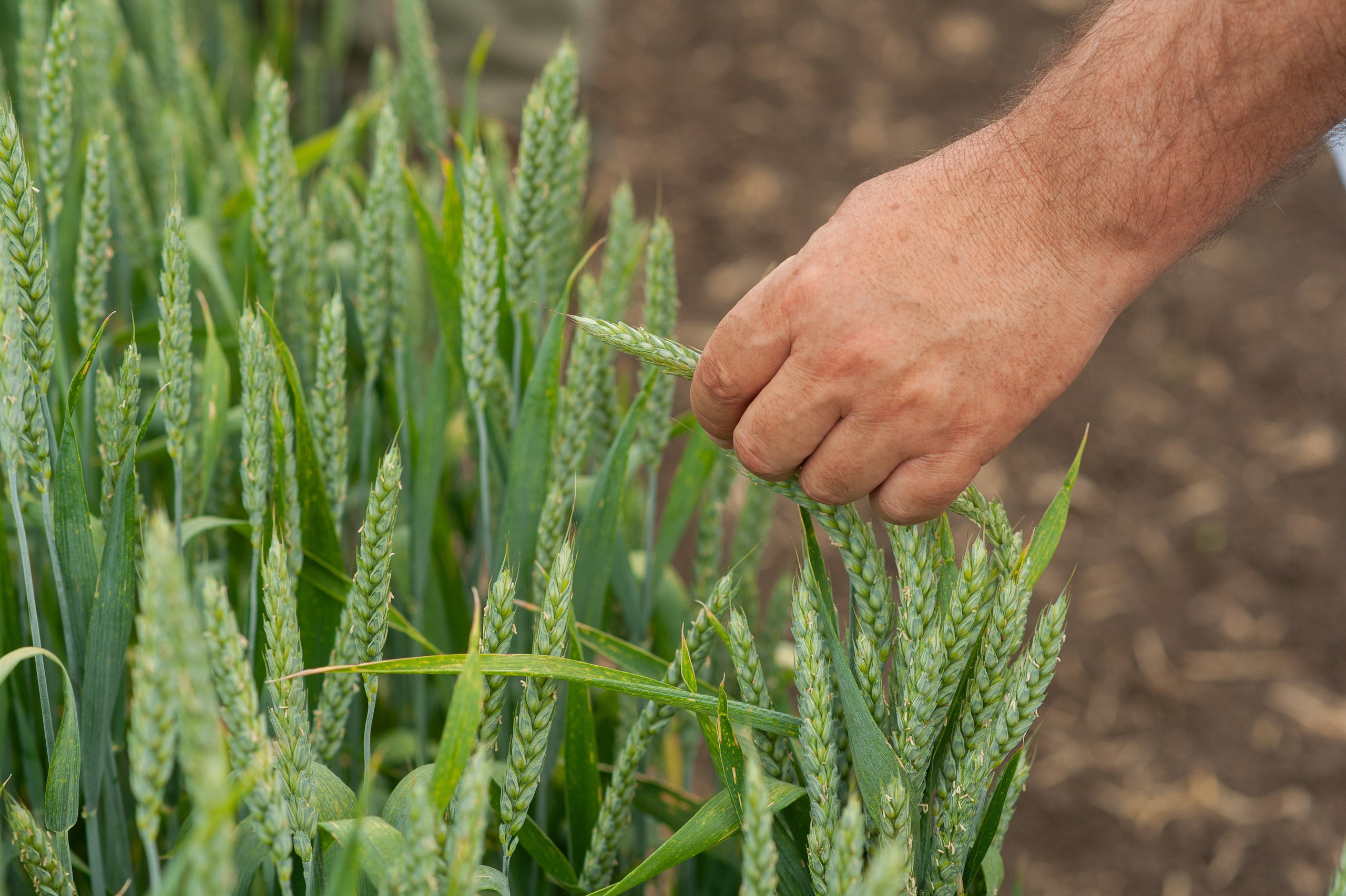 НЦЗ им. П. П. Лукьяненко «День поля». Свадебный и женский фотограф в Лиссабоне Яковлева Ольга