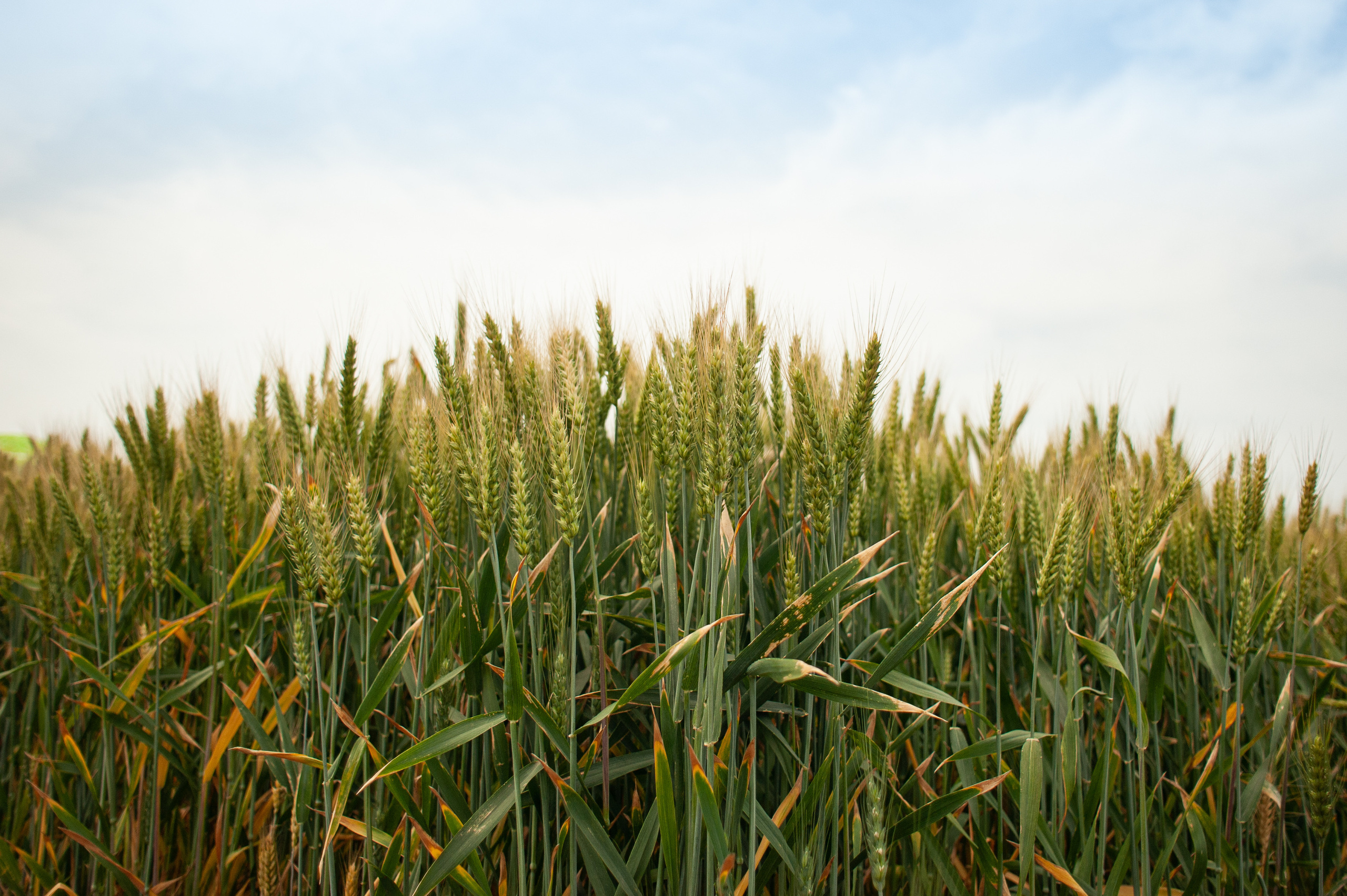 НЦЗ им. П. П. Лукьяненко «День поля». Свадебный и женский фотограф в Лиссабоне Яковлева Ольга